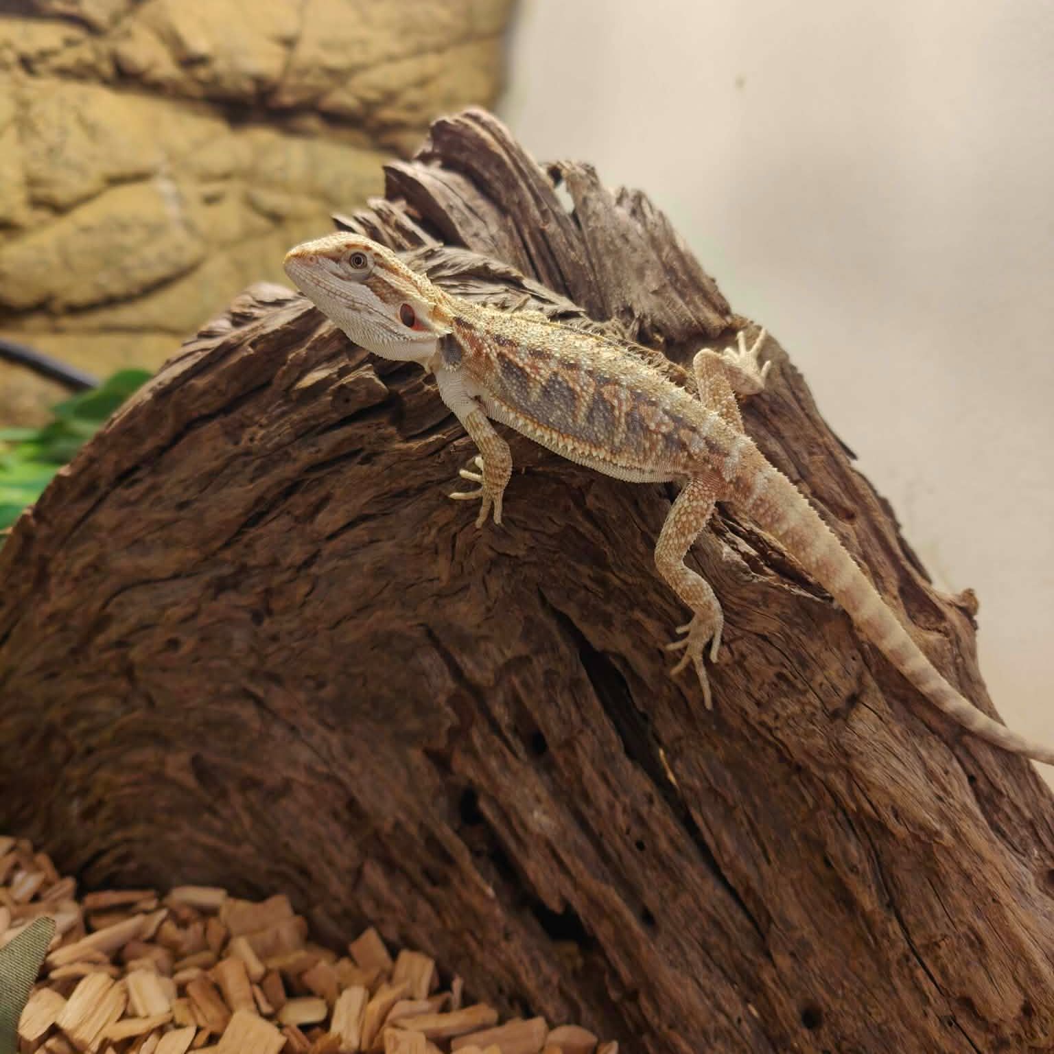 🦎🕷️ Your friendly neighbourhood Beardie-Man 🕷️🦎
Caught mid climb and striking his best superhero pose, this Central Bearded Dragon is clearly practising his wall-crawling skills. Saving the enclosure, one dramatic pose at a time.
With sticky toes, serious side-eye and that heroic stance, he is giving full with great beard comes great responsibility energy. Heat lamp by day, crime fighter by night.
Someone cue the theme song. The terrarium just got its own web-slinging legend 🕸️🔥