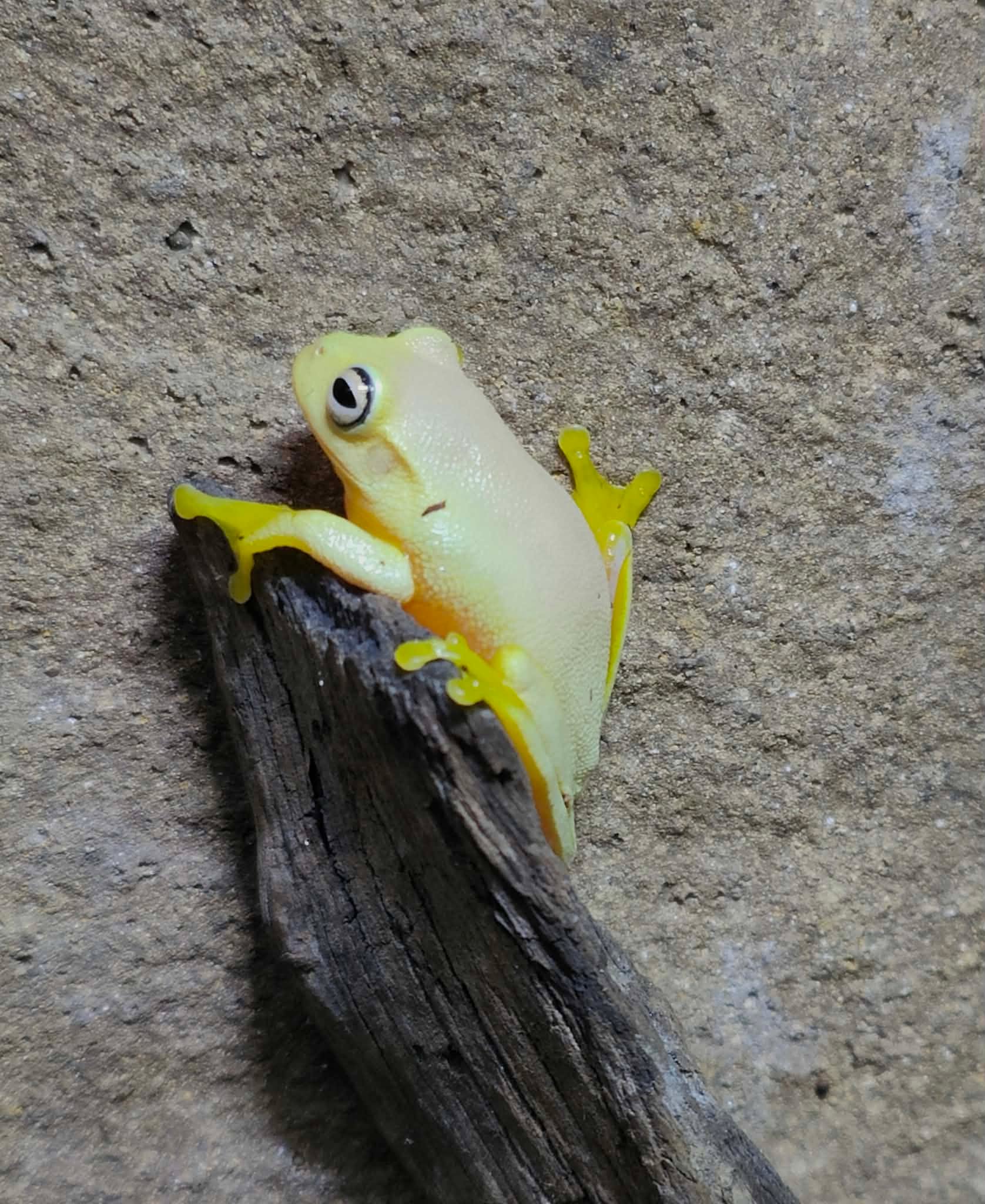 🐸🌿 Meet the Dainty Green Tree Frog 🌿🐸
Small, bright and full of charm, the Dainty Green Tree Frog is a tiny splash of green magic. Often found tucked into leaves or clinging to glass like a little suction cup pro, they are calm, curious and surprisingly bold for their size.
Fast facts
🐸 Native to eastern Australia
🌿 Loves humidity and leafy hides
🌙 Mostly active at night
🦟 Insect snack enthusiast
Cute, compact and always camera ready. A true little tree top treasure 💚