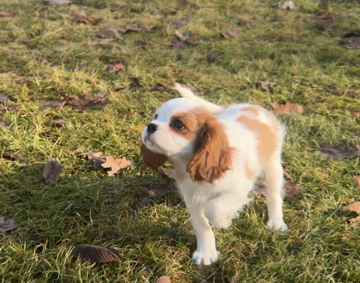We had so much fun playing with Mack our blenheim cavalier king charles spaniel boy on this rare warm Indiana afternoon :) Learn more about Mack here ➡️ www.woodlandcanines.com #cavalierkingcharlesspaniel