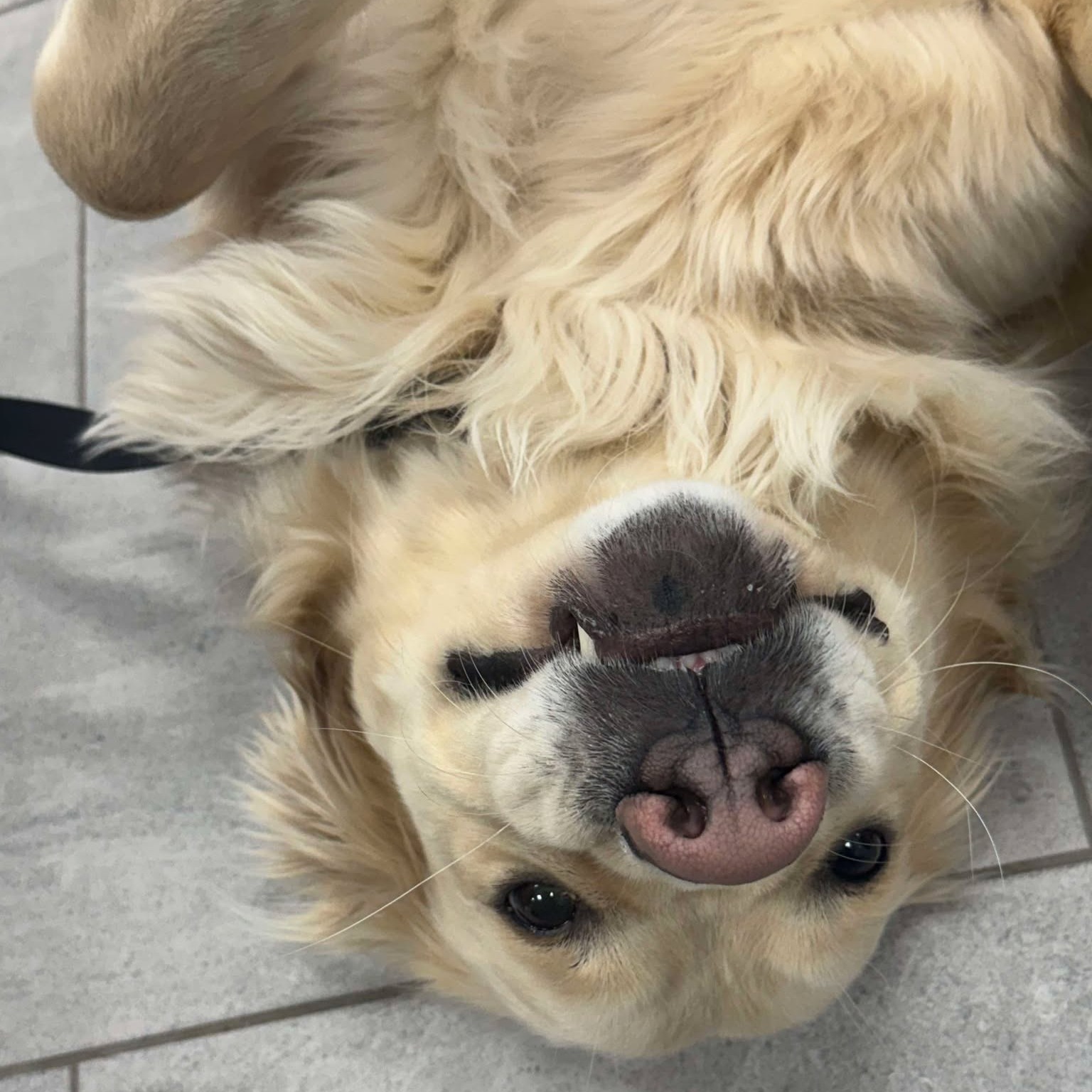 🎉💙 Happy New Year, Blueberries! 💙🎉
We’re excited to share our new Blueberry Creek Veterinary Hospital website! 🐾
It’s easier than ever to book appointments, meet our team, and find helpful pet care resources.
Check it out and let us know what you think! 🐶🐱
🔗 Link in bio
#blueberrycreekvet #newwebsite #vetclinic #vetmed #petcare #pethealth #perthontario #petsofperth #ontariovets #dogsofontario #catsofontario
