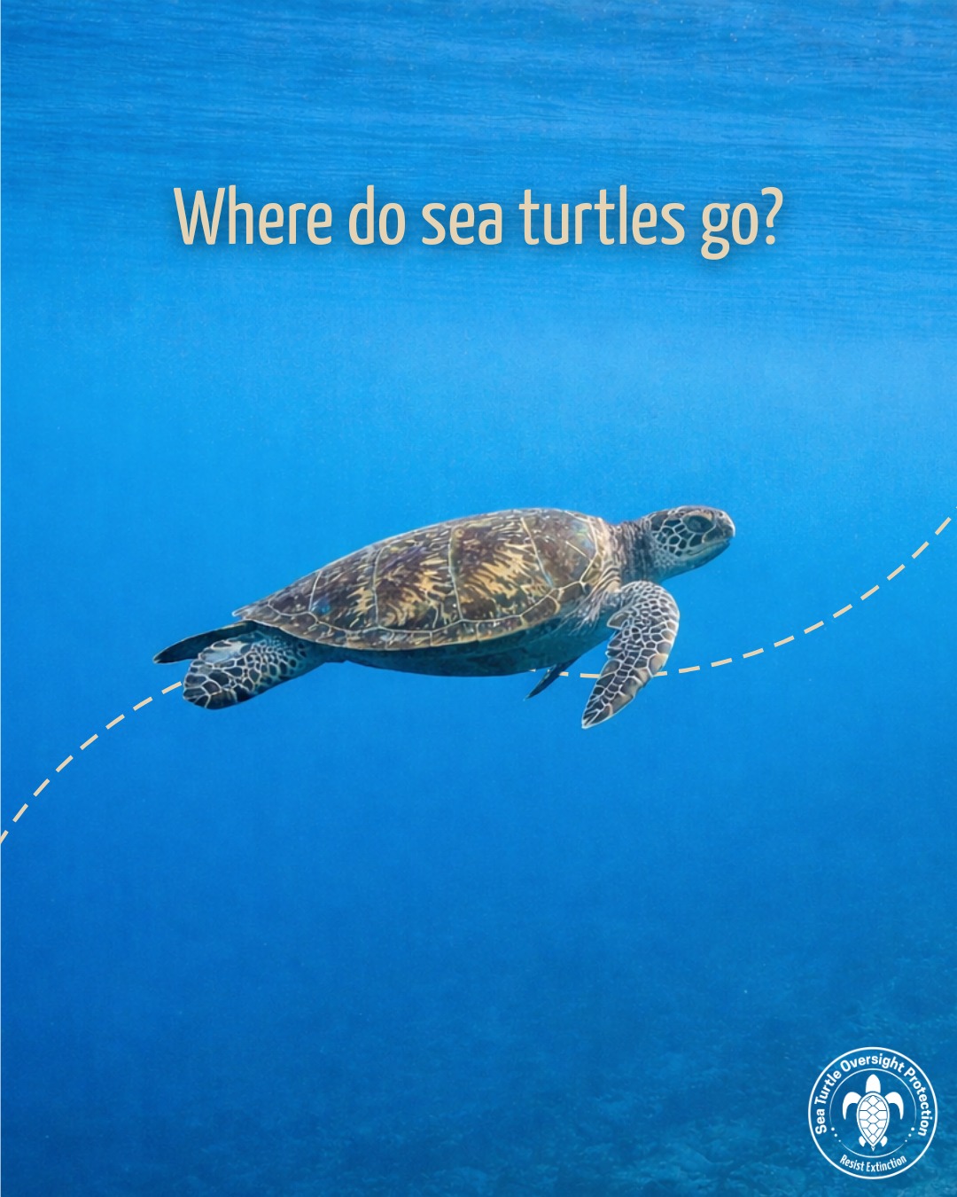 Turtle Fact 🐢 Sea turtles can travel thousands of miles between feeding and nesting grounds. Protecting them means thinking beyond one beach or just one season.
Conservation is a long journey, and every effort counts. By purchasing a @Fahlo bracelet at our shop or our online store, you can follow your sea turtle on their incredible journey, and your purchase contributes to sea turtle research!
Learn more about how you can help by checking out our link in bio and visiting the S.T.O.P. Shop.
#TurtleFact #MarineLife #ProtectOurOceans #SeaTurtles