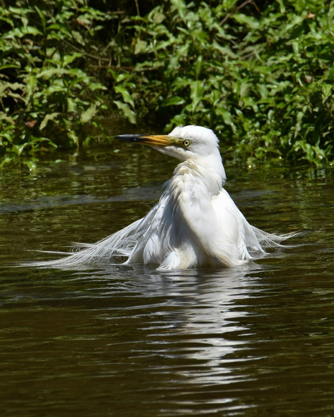 💦Bath-time bliss for this hard-working Kōtuku parent, gently splashing and enjoying the still Waitangiroto River below the White Heron nesting site today 😍
#bathingbeauty #bathingbirds #whiteherons #nzbirds #birdsnz #whiteherontours #whiteheronsanctuary #whataroa #franzjosef #westcoastnz