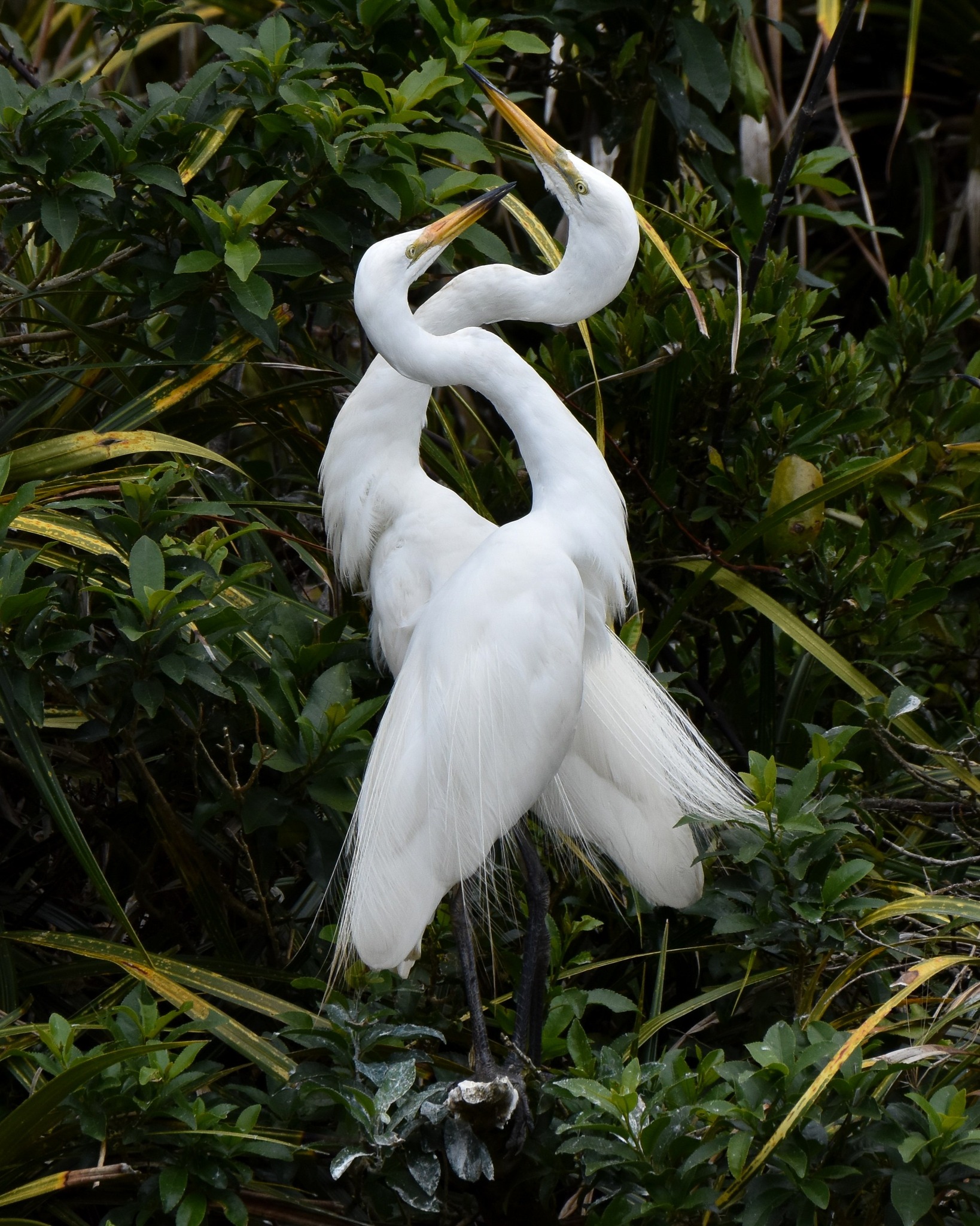 It’s heartwarming to witness the dedication and special bonds shared between the White Heron parents 🤍🤍
This Kōtuku couple greet one another and canoodle, while their chick looks on from the nest and begins begging for its dinner 🥰
#whiteherons #whiteherontours #whiteheronsanctuary #whataroa #franzjosef #westcoastsouthisland #nzbirds #birdsnz #birdsandnature #birdphotography #wildlifenz #naturenz #predatorfreenz #conservationtourismnz #purenz