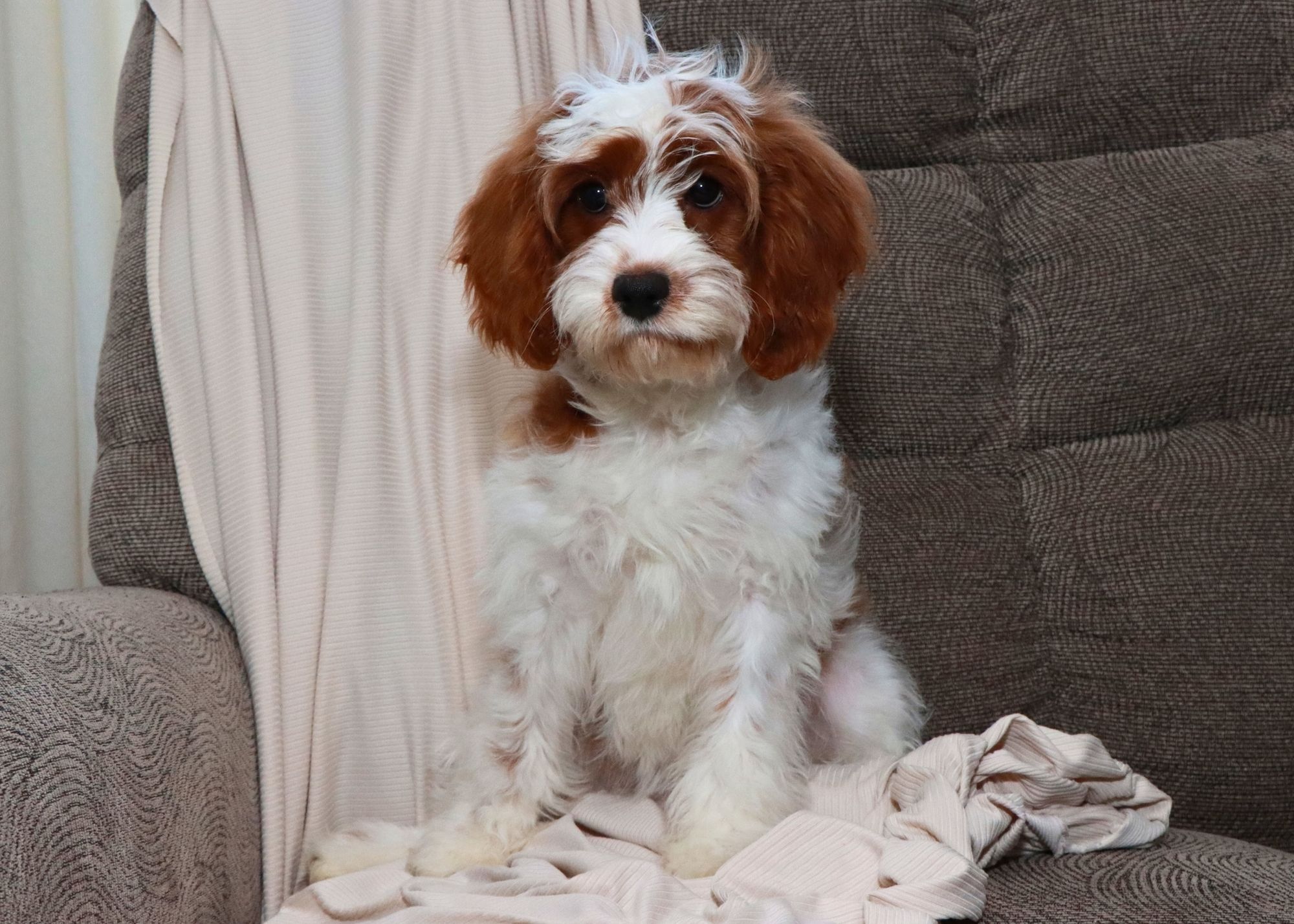 Meet Jetta 💕
Jetta is a beautiful Blenheim Cavapoo with the sweetest, most gentle personality. She is an absolute darling and loves being around people. Jetta is doing great with her training and is already making wonderful progress with crate training, potty training, leash manners, and basic commands.
She fits right into family life and gets along perfectly with our kids, from adults all the way down to toddlers. Jetta is also very well socialized and does great with other dogs.
Jetta is available and ready to find her forever family who will love her as much as she deserves. 🐶💖