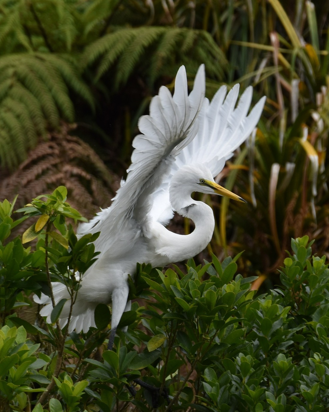The Kōtuku chicks want to fly!... but they have to start with many little jumps and landings first 🪽🪽🪽
Delightful to observe! These pics taken at NZ's only White Heron nesting site.
Join us to visit the enchanting Waitangiroto Nature Reserve and the White Heron Sanctuary 🥰
#whiteherons #whiteheronstours #whiteheroncolony #whiteheronchicks #nzbirds #birdsnz #whataroa #franzjosef #westcoastsouthisland