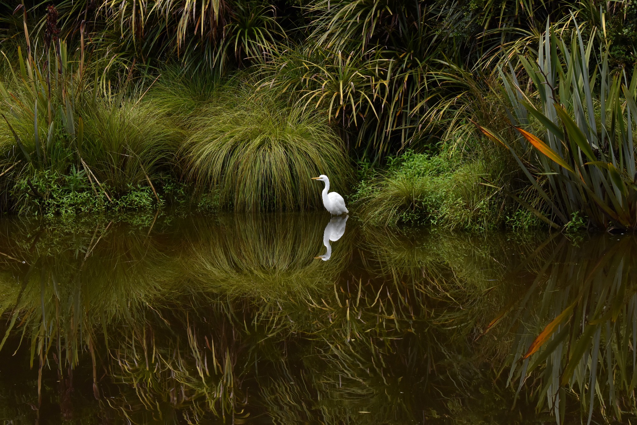 A Kōtuku chick experiencing water for the first time! 💧
A special milestone moment, mirrored in the beautiful Waitangiroto River below Aotearoa’s only White Heron nesting site.
#whiteherontours #whiteherons #birdsnz #nzbirds #waitangirotonaturereserve #whataroa #franzjosef #glaciercountrynz #westcoastnz #southislandnz #birdphotographynz #birdingnz #birdsanctuary #rarebirds #birdreflections