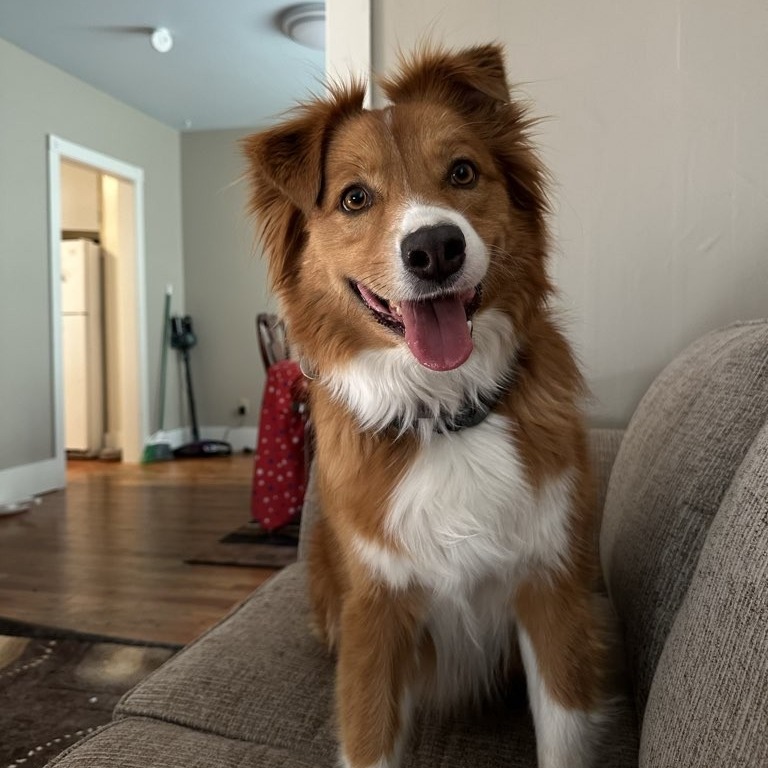 Meet Max: Full-time good boy, part-time ball whisperer 🎾🤫
Need some help exercising your dog🐶, or do you have a pet that needs to be checked in on, let outside, or fed 🐰? Give us a call, email or message to schedule a meet and greet today! 🐱
.
.
.
#montana #missoula #canine #dogwalker #montanagram #missouladogs #missoulapets #missoulacats #dogsofmissoula #catsofmissoula #dogsofinstagram #dogsofinsta #dogsofinstaworld #catsofinstagram #catsofinsta #puppies #optoutside #allaroundadventures #newadventure #chickens #fish #reptiles #horses