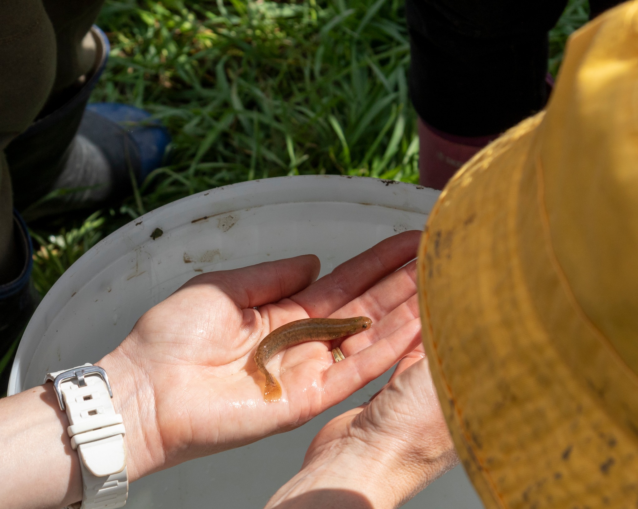 Creature Feature!
Kōwaro / Canterbury Mudfish (Neochanna burrowsius)
The kōwaro, or Canterbury mudfish, is a small native freshwater fish found only in the Canterbury region. In the Waimakariri District they are found in wetlands, slow-flowing streams, drains and swampy lowland habitats. They average 9-12cm in length and have an eel-like body with smooth, scaleless skin that is usually brown or mottled grey, helping it blend into muddy environments.
Kōwaro are best known for their ability to survive in habitats that are unsuitable for most other fish. When water levels drop, they can shelter in damp mud, vegetation or debris and absorb oxygen through their skin until conditions improve. They are mainly active at night and feed on small aquatic invertebrates. They spend their entire life cycle in freshwater.
Because of their reliance on wetlands, kōwaro are highly sensitive to habitat loss. Drainage, waterway modification, loss of vegetation, poor water quality and predation from introduced species have all contributed to population declines. As a result, the Canterbury mudfish is classified as threatened.
Protecting and restoring wetlands, maintaining natural water flows, and retaining dense riparian and wetland vegetation are key to supporting kōwaro populations. These small fish are an important indicator of healthy wetland ecosystems and a reminder of the value of protecting our remaining freshwater habitats.
Photo credit: Waimakariri District Council, View Hill
