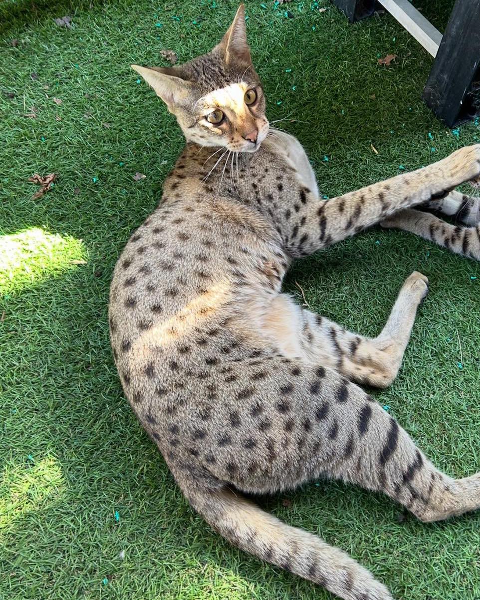 ✨ Forever 🏠 Wanted for Our Beautiful F2 Moet ✨
We are still searching for the perfect forever 🏠 for our gorgeous girl, Moet. 💖
Moet would be best suited to a calm household with no more than two other cats, and ideally with male companions, as this is where she feels most comfortable.
She enjoys human attention, but very much on her own terms. Moet isn’t a lap cat, however she will happily sit or lie beside you, enjoying your company in her own quiet way. 🐾
Moet will need time, patience, and understanding to settle into a new environment. Once she feels safe and secure, her gentle personality really shines through.
If you feel you could offer Moet the loving, patient, and understanding forever home she deserves, please don’t hesitate to get in touch with us for further details🏡💫