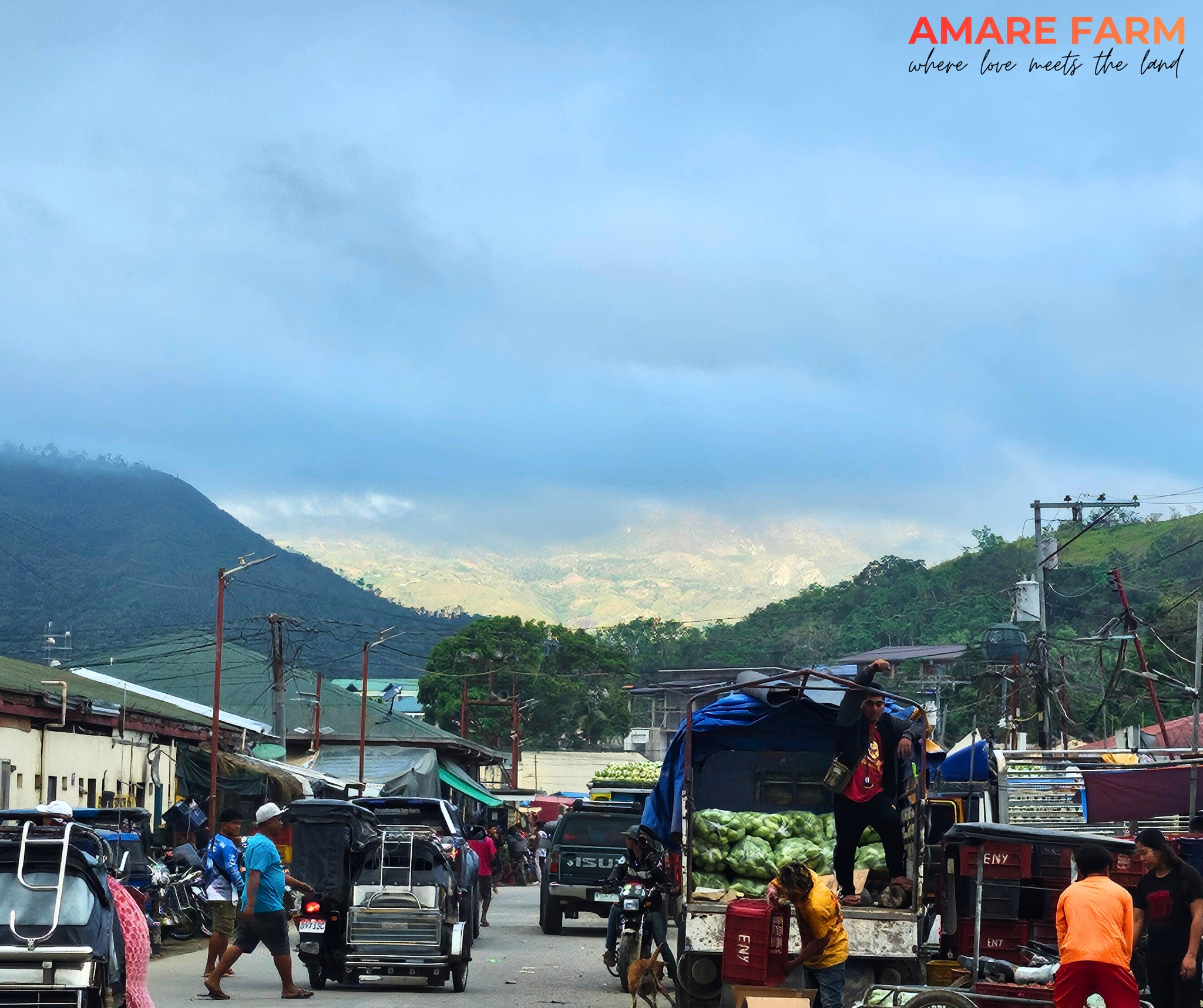 From the mountains π to the marketplace π
Every harvest carries stories, sweat, and hope.
Proud to be part of the journey that feeds families.
Amare Farm β where love meets the land. π
#AmareFarm #FarmToMarket #NuevaVizcaya #LocalHarvest #SupportLocalFarmers #wherelovemeetstheland