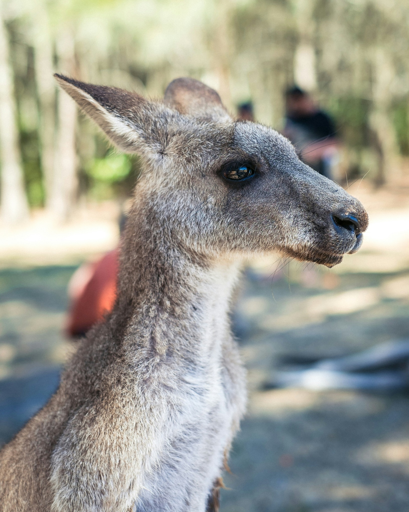 We’ll be enjoying the Australia Day break 🇦🇺
Back soon and ready to help with all things legal — minus the confusing jargon.
Have a safe and happy Day!
#AustraliaDay #BestLifeLegal #QLDLegal