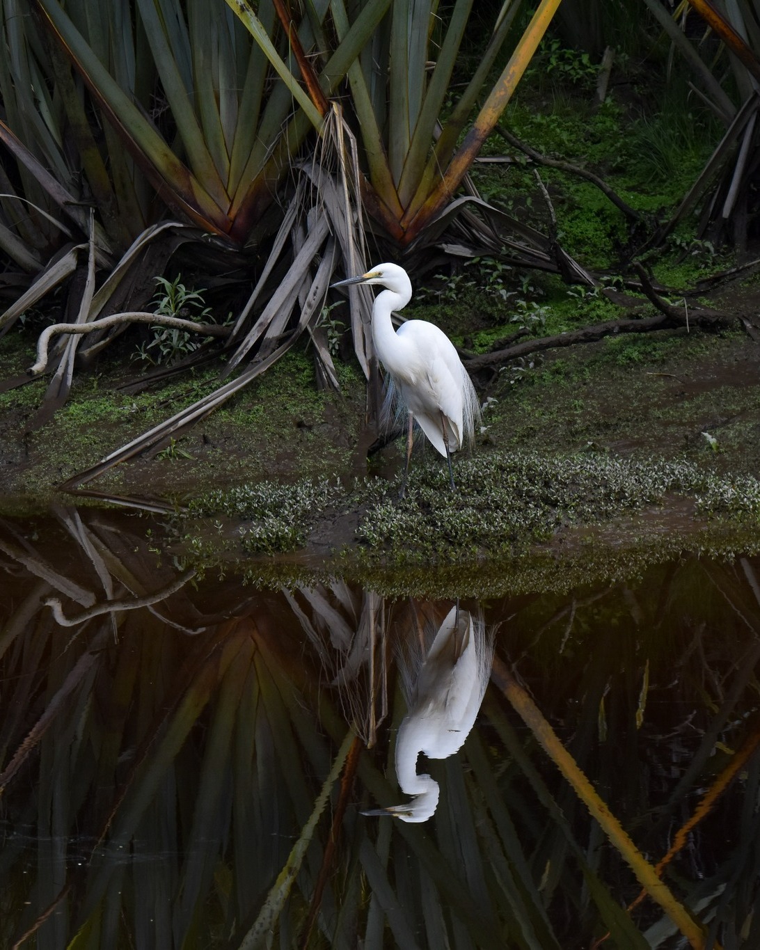 The gently moving tidal water below the White Heron nesting site in the Waitangiroto Nature Reserve creates beautiful, often perfect reflections of the Kōtuku and other birds as they go about their day...
Visit the White Heron nesting site for a one-of-a-kind New Zealand nature experience!
#birdreflections #whiteherons #whiteheronnestingsite #waitangiroto #whataroa #franzjosef #westcoastsouthisland #nznaturetours #birdwatchingnz #nzbirds #birdsnz #birdphotography #birdingnz #birdsanctuary #wildlifenz #naturenz