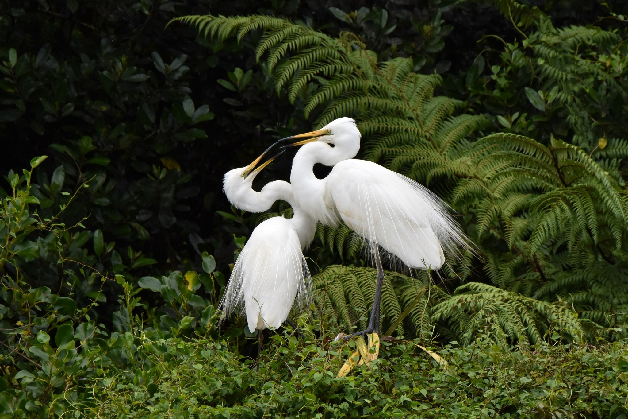 Scenes from Aotearoa's only Kōtuku, White Heron nesting site last week...
Join us for an authentic New Zealand nature experience 🌿
1 Hardworking Kōtuku pair share a kiss and cuddle
2 Big Kōtuku chick defending its nest area from an intruding adult
3 White Heron chick at the river's edge with Royal Spoonbill adult and its chick
4 Kawaupaka, Little Shag chick gets a feed
5 Kōtuku Family squabble
6 Royal Spoonbill steals nesting material from an abandoned Kōtuku nest
7 Kōtuku chicks chasing
8 Kawau tūī or Little Black Shags flying in to roost
#whiteherons #whiteherontours #waitangirotonaturereserve #whataroa #franzjosef #westcoastnz #birdsandnaturenz #nzbirds #birdsnz #birdsanctuary #naturetours