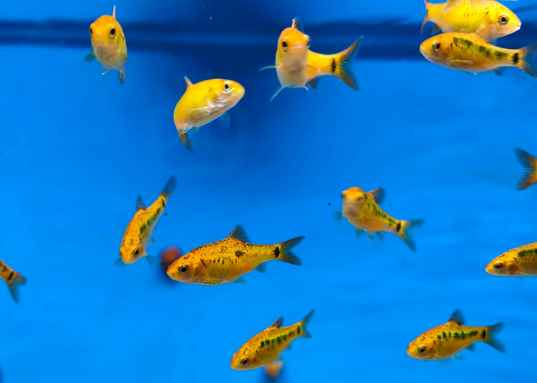 🐟✨ FISH OF THE WEEK – GOLDEN BARB ✨🐟
Bright, active and full of sparkle, the Golden Barb brings constant movement and golden colour to any aquarium. These lively little fish love to school and are always on the go.
Fast facts
✨ Shimmering gold to yellow colouring
🐠 Peaceful schooling fish
👥 Best kept in groups
🌿 Great for community and planted tanks
💪 Hardy and beginner friendly
A fun, fast-moving fish that adds energy and shine to your tank 🌟