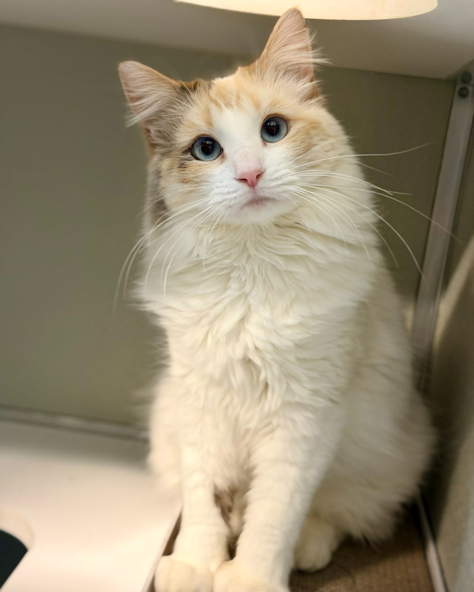 Pet of the week
Coral: 1 yr old, DMH
Coral is a sweet and sassy girl who’s the perfect mix of sugar and spice! She loves batting around toys and absolutely enjoys being brushed, but she’s not the biggest fan of being held. Coral does fine with older children who can respect her boundaries, though smaller kids may not be the best match for her spunky personality. Coral does carry the Herpes (FHV-1), so she should be in a single cat only household. FHV-1 is not contagious to dogs or humans.
Adoption Fee: $70
Adoption Application: https://tinyurl.com/hskadoptionapp
#catsoffacebook #catsofinstagram #kodiakalaska #adoptashelterpet