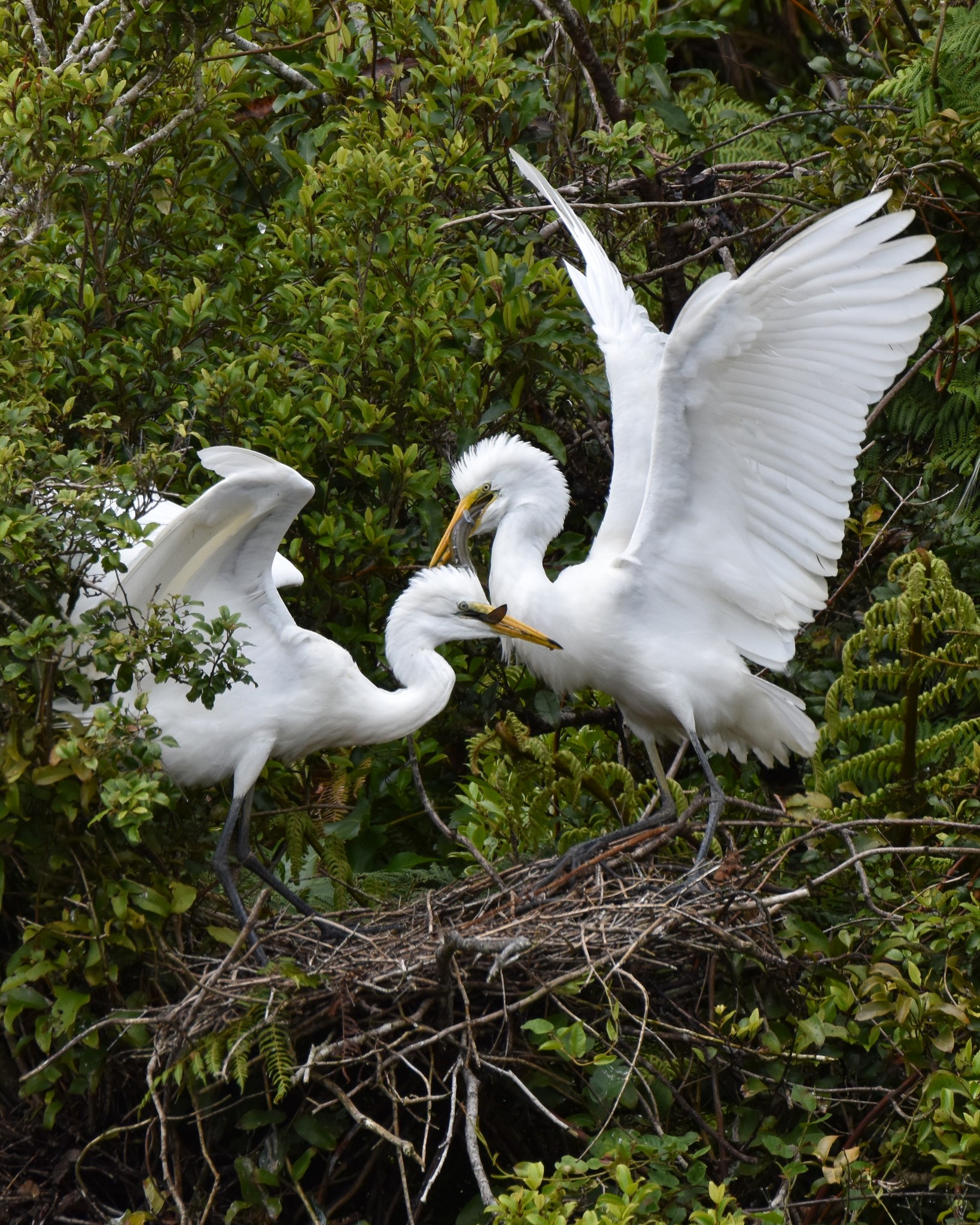 Eel spaghetti - Kōtuku twins share an eel from both ends 😍
It looks peaceful, but it's actually a very noisy, full-on squabble 😊
#dinnertime #whiteherons #whiteheronchicks #whiteheroncolony #waitangiroto #whataroa #franzjosef #westcoastnz #southislandnz #nzbirds #birdsnz #nzwildlife #wildlifephotography #nznature #conservationnz