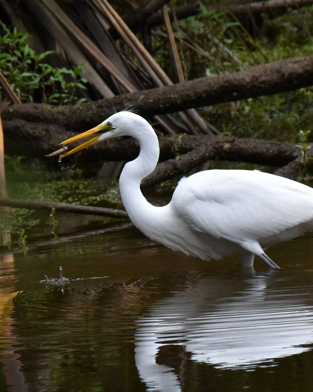 The ‘teenage’ Kōtuku chicks learn by repetition.
We observe them repeatedly picking up flax flowers, feathers, leaves and sticks from the water, sometimes moving about and even flying with them, as they practise the skills they will rely on as adults 😊
#birdbehaviour #chicks #whiteherons #whiteherontours #waitangirotonaturereserve #whataroa #franzjosef #westcoastnz #southislandnz #nzbirds #birdsnz #wildlifenz #wildlifephotography #naturenz #naturephotography