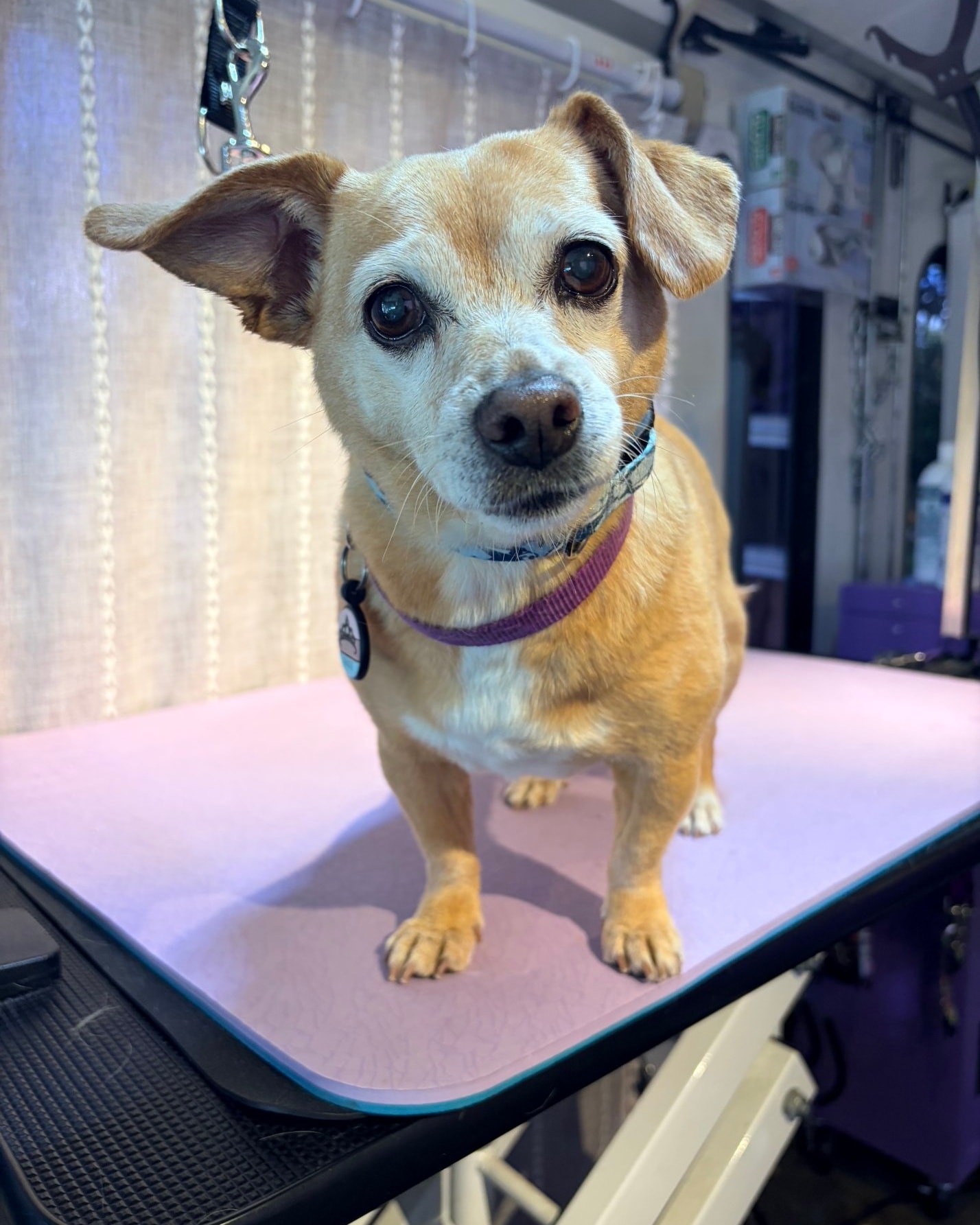 Too cute to be this serious 🐶🐾 #smallbusinesssfv #chatsworthdogs #doggroomingsfv #chihuahualife
