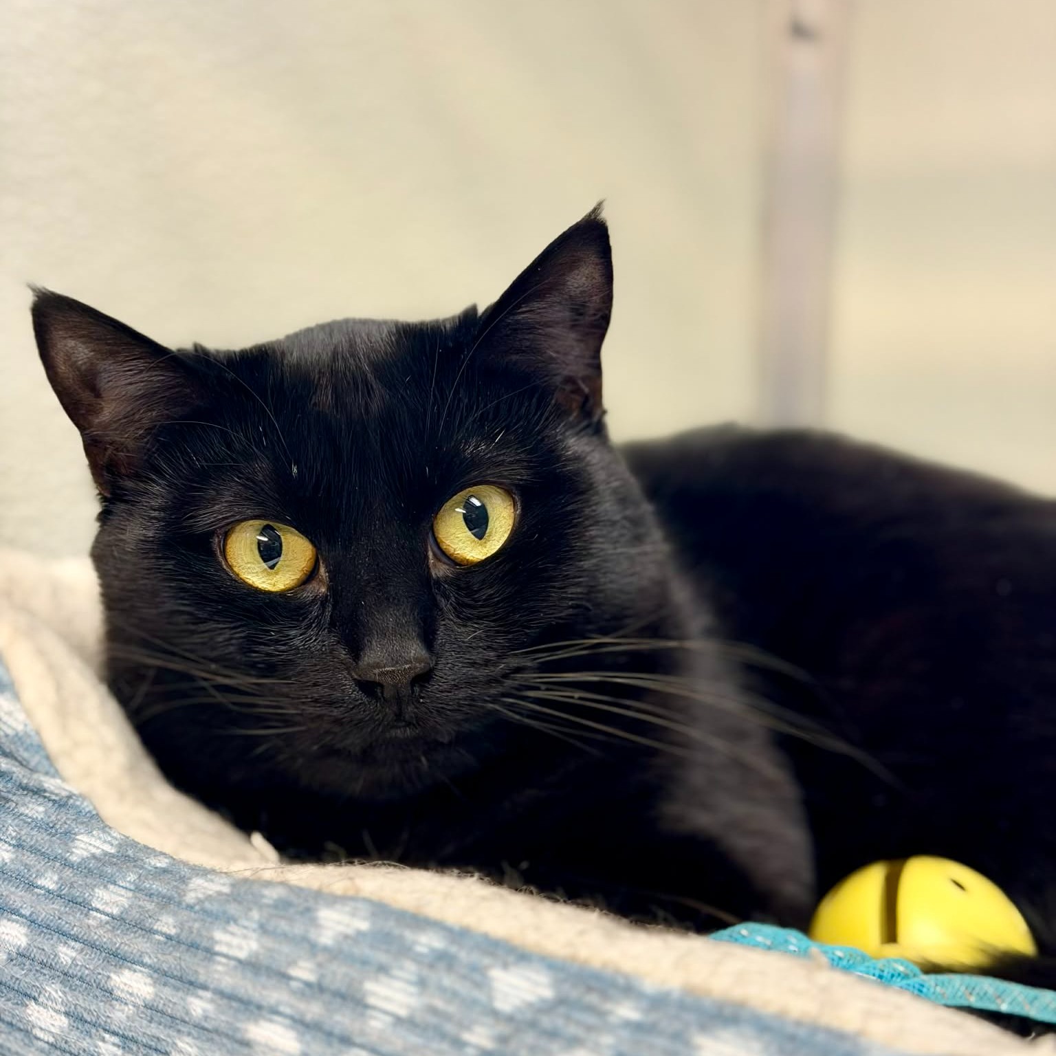 Pet of the week
Checkers: 1 yr old, DSH
Meet Checkers, a former feral who’s learning the joys of home life one step at a time. With patience and gentle encouragement, she’s showing us that she has all the potential to become a sweet little companion. Checkers seems comfortable around other cats but would do best in a calm home without small children or dogs. If you’re willing to go slow and let her blossom at her own pace, this special girl will reward you with quiet affection and companionship.
Adoption Fee: $70
Adoption Application: https://tinyurl.com/hskadoptionapp
#catsofinstagram #catsoffacebook #kodiakalaska #adoptashelterpet