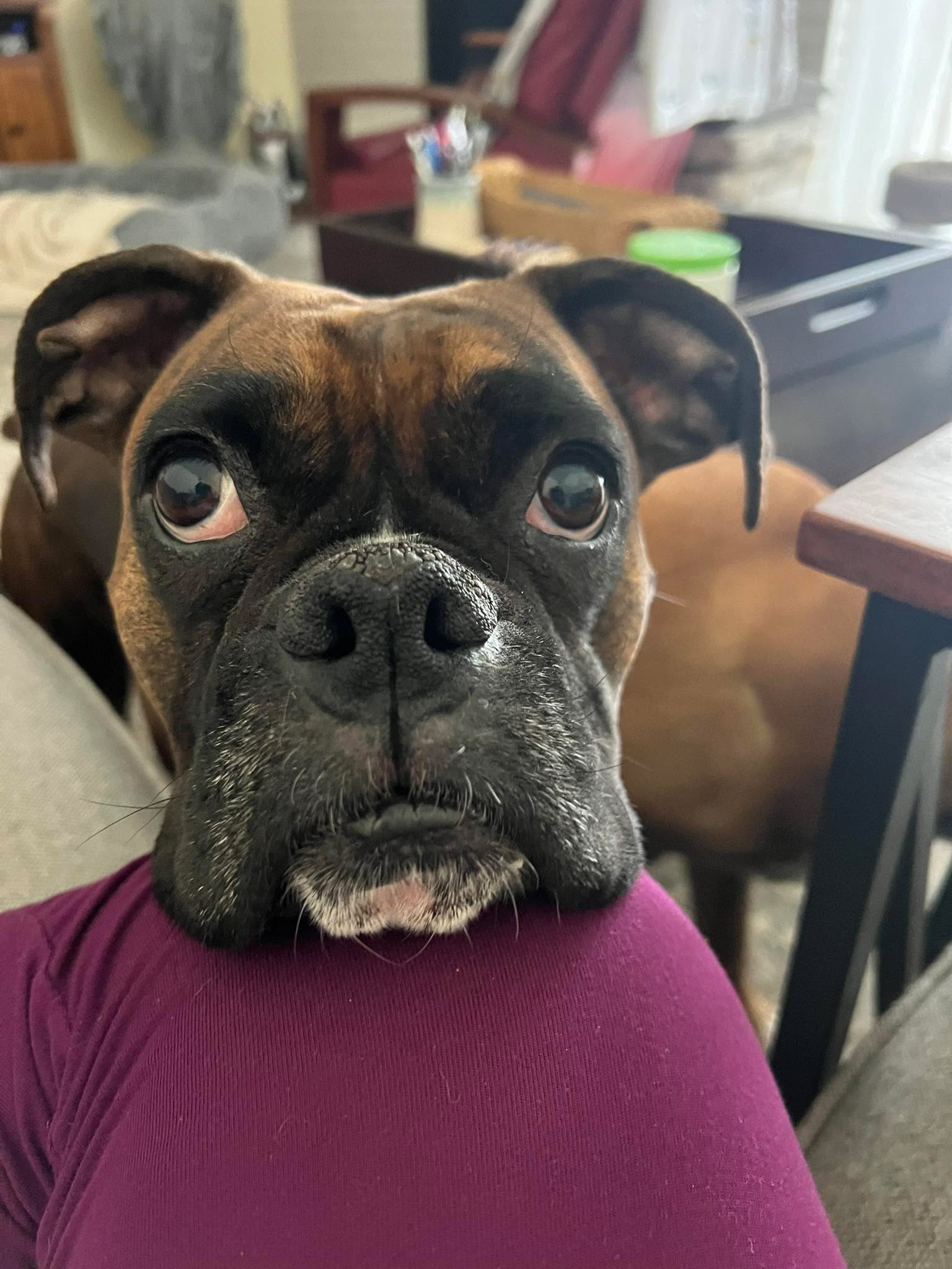 Astra💕🐶 A girl’s anxious loving sidekick