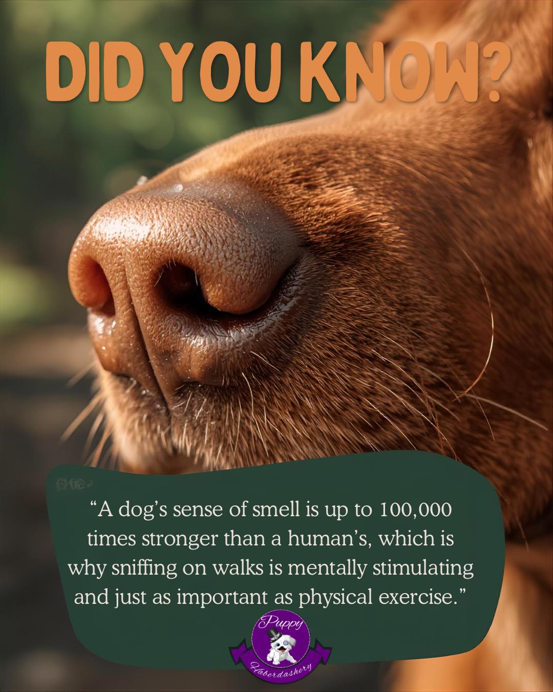 Did you know!? ๐พ๐ถ #dog #dogfact #woof #bark