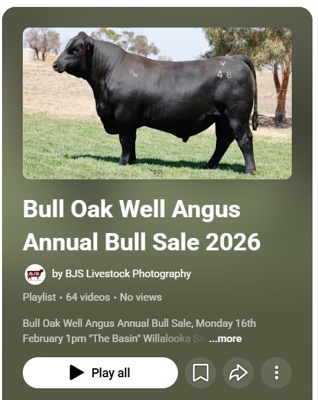 Keen to have a look at our sale bulls before our field day on the 9th February??
Click on the link in our bio to have a look at each sale lot.
Thanks to @bjslivestockphotography for once again videoing the bulls for us.
📣Bull Sale Monday 16th February @ 1pm, Willalooka, SA
📞Please contact Heath 0407270016 if you'd like to view the bulls in person at a time that suits you.
@angusaustralia @spencedixandco @pphs_stockagents @auctionsplus