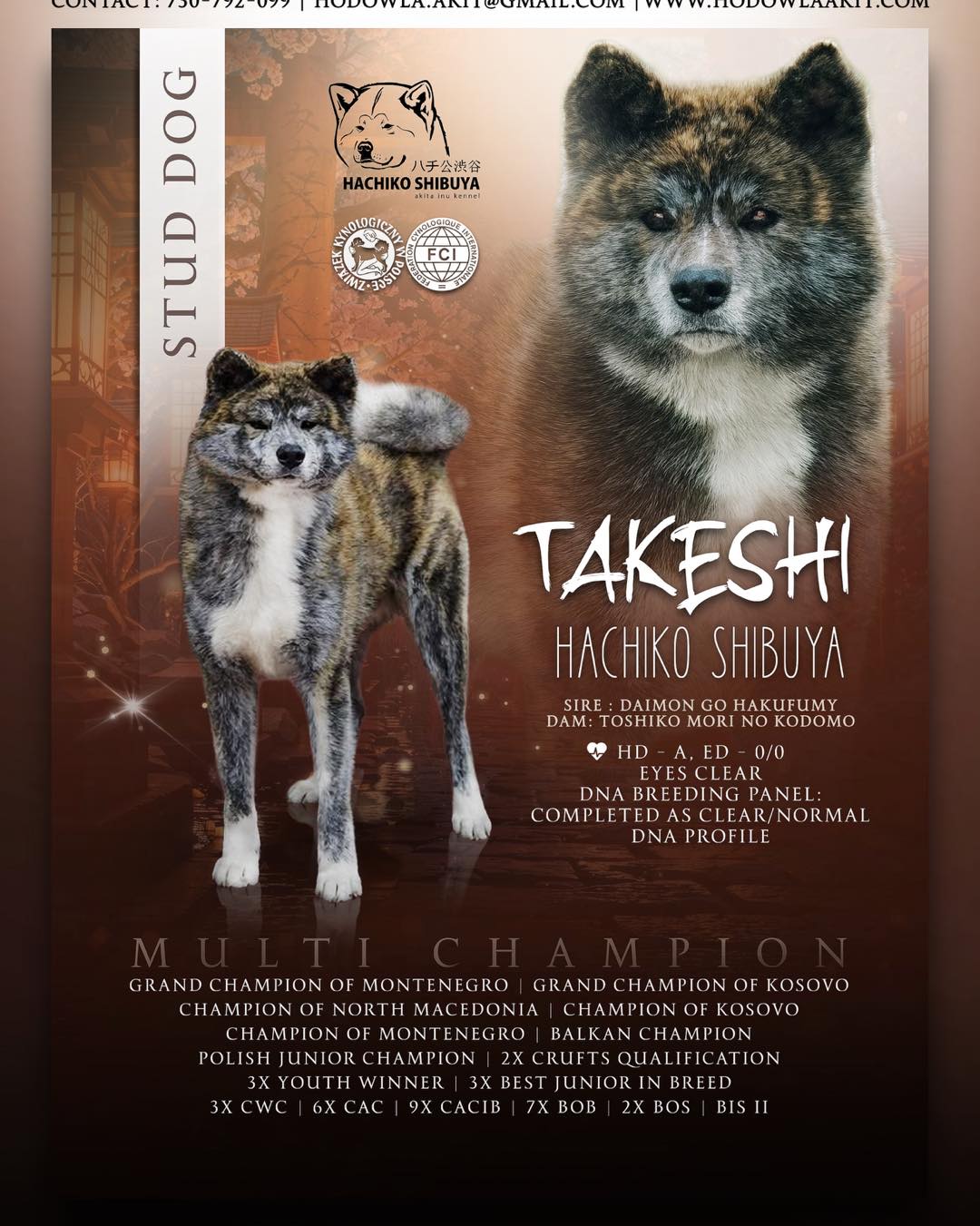 STUD DOG — Akita
#TAKESHI Hachiko Shibuya 🐕 A young, titled ZKwP/FCI multichampion with a strong breed type: harmonious, well-pigmented, and stable temperament.
HD A, ED 0/0, clear eyes, DNA panel clear
🏆 Grand Champion (Montenegro, Kosovo) | Balkan Champion | Champion (Macedonia, Kosovo, Montenegro) | Junior Champion of Poland | 2× Crufts nomination. 📍
Iwierzyce | Rzeszów | Podkarpackie Voivodeship
Pedigree:
https://www.akitapedigree.com//details.php?id=118773 📩
Terms and conditions: private message.
www.hodowlaakit.com
https://www.facebook.com/AkitaHachikoShibuya/
https://instagram.com/akita_hachiko_shibuya_kennel?igshid=13bb7mszpm5l4&fbclid=IwAR30xX8gNqGT_ZcIq8vRVoU1fAoqCIY2F1du1u-_y4jj8o-odOrTQ-2YeoY
#akita #dogs #akitainu #zkwp #champion