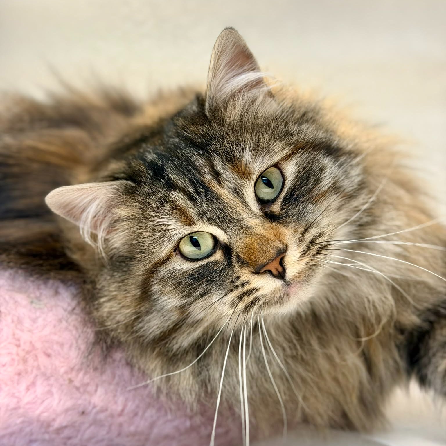 Pet of the week
Angel: 2 yr old, DLH
Angel is a stunning long-haired beauty queen who knows how to work both the room and your heart. Sweet, affectionate, and gentle, she adores attention and does wonderfully with children, happily soaking up love and admiration. Angel is a bit selective about her feline friends and prefers a dog-free kingdom, but she more than makes up for it with her charming personality. She loves being brushed (spa days are her favorite), never says no to a tasty treat, and can’t resist feather wand toys or a sprinkle of catnip. If you’re looking for a graceful, loving companion with just the right touch of diva, Angel is ready to rule your home.
Adoption Fee: $70
Adoption Application: https://tinyurl.com/hskadoptionapp