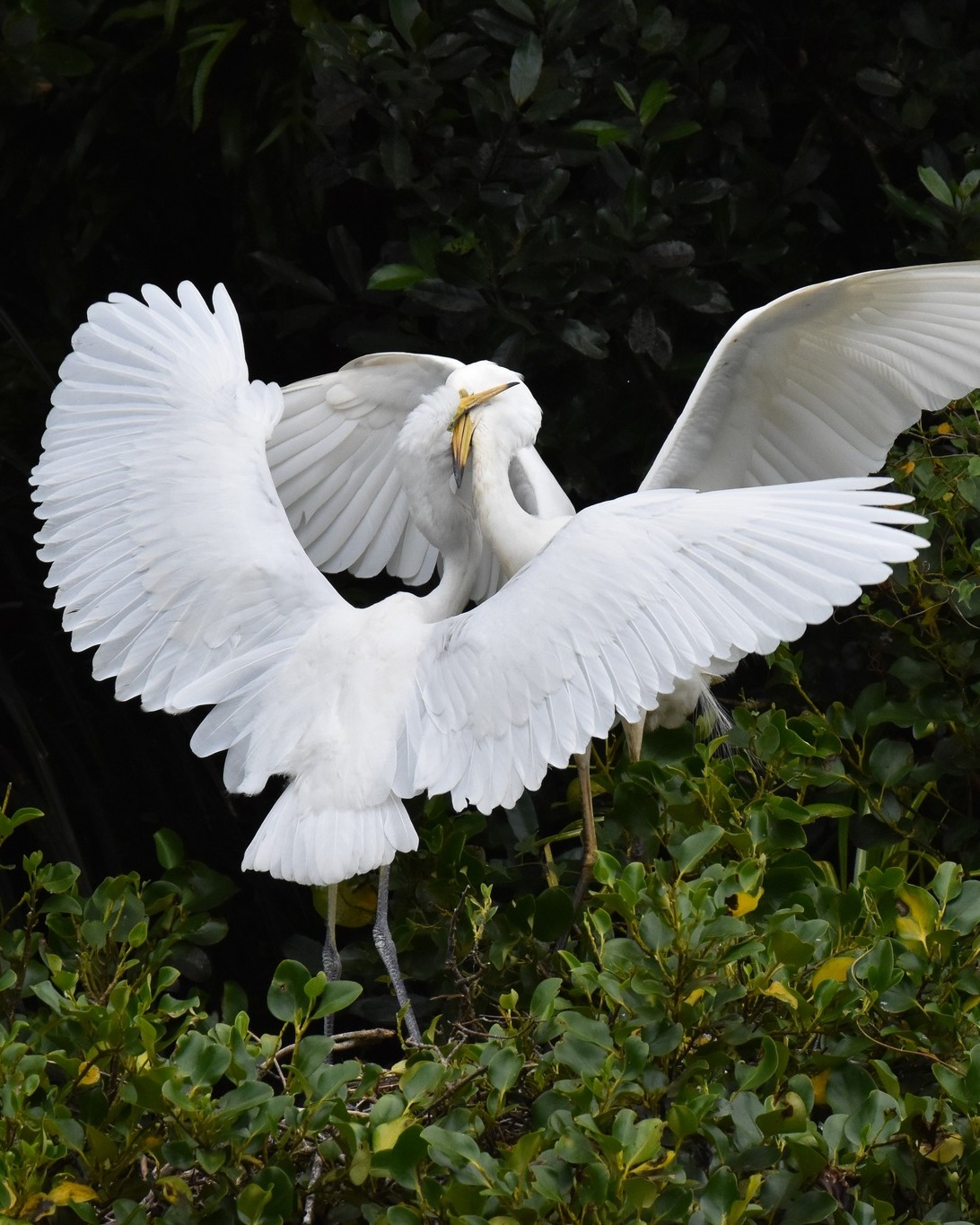 Peace turns to pandemonium! 😵💫
As a Kōtuku parent returns to the nest, its large chicks erupt into action - energetically squawking, crowding in and jostling, desperate for a beakful.
What looks like a ‘brawl’ is simply the raw reality of survival.
Feeding time is one of the most dramatic and exciting moments to witness at NZ’s the only White Heron nesting site 🪽
#chicksfeeding #whiteheronchicks #whiteherons #whiteherontours #waitangirotonaturereserve #nzbirds #birdsnz #birdsandnaturenz #wildlifenz #wildlifephotography #birdphotographer #birdphotos #conservationnz #whataroa #franzjosef #glaciercountrynz #westcoastnz