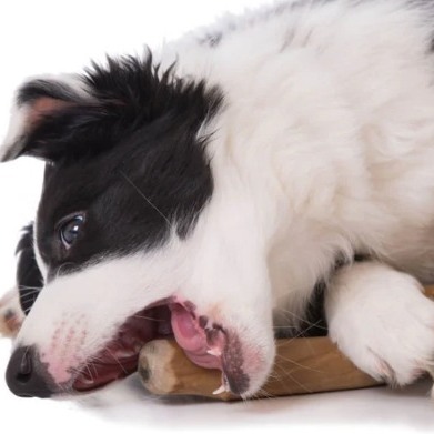 Offrez Ă votre chien un jouet sain, naturel et bĂ©nĂ©fique pour sa santĂ© dentaire et son bien-ĂȘtre ! đżđŠ·
Le bois d'olivier à mùcher est une alternative 100% végétale et naturelle aux bois de cerf ou de daim.
Taillé dans du bois d'olivier dur, séché et poli à la main, il est infusé d'une fine couche d'huile d'olive vierge extra, ce qui le rend appétant et nourrissant.
C'est un jouet à mùcher sain, non friable et sans danger, adapté à tous les chiens, y compris ceux qui suivent un régime sans protéines animales.
Sa texture fibreuse aide Ă nettoyer les dents et Ă renforcer la mĂąchoire naturellement.
Bienfaits :
đŠ· Nettoie les dents et limite le tartre naturellement
đż100% vĂ©gĂ©tal, sans additif, sans odeur
đApaise et rĂ©duit le stress grĂące Ă la mastication
𩮠Renforce les gencives et la mñchoire
Infusé à l'huile d'olive : riche en antioxydants et acides gras bénéfiques .
đ Convient aux chiens sensibles, allergiques ou suivant une alimentation spĂ©cifique.
DĂ©couvrez le bois dâolivier Ă mĂącher dĂšs maintenant dans ma boutique en ligne et faites-lui plaisir tout en prenant soin de lui, naturellement.
đ Commandez-le ici : www.lrocket.fr
Et nâhĂ©sitez pas Ă me poser vos questions en message privĂ©, je suis lĂ pour vous guider vers le meilleur pour votre compagnon. đ