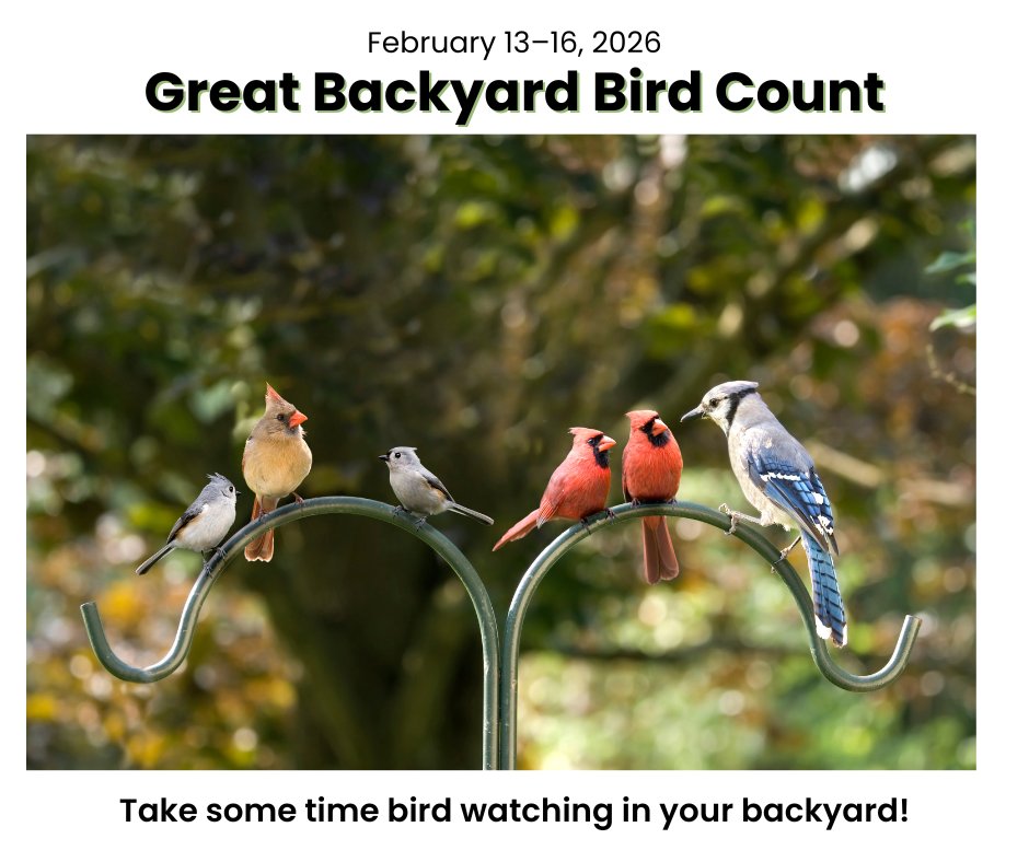 The Great Backyard Bird Count starts tomorrow!
Each February, bird lovers around the world unite for four days to celebrate birds. During this time, people are encouraged to visit their favorite outdoor spots, observe and count as many birds as they can, and share their sightings. These observations provide scientists with valuable insights into global bird populations just before one of their annual migrations.
Read this post to learn how to count your birds, and how to create a bird-friendly habitat in your own backyard.
To learn more about the event, go to: https://www.birdcount.org/
#birdwatching #birds #backyardscience #getoutside #naturelovers