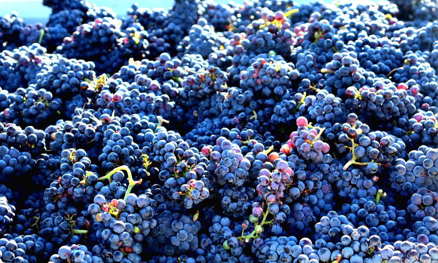 Our Pinot Noir has been harvested with a majestic early morning π fly over from the Black Carnaby Cockatoos, Plume is named after