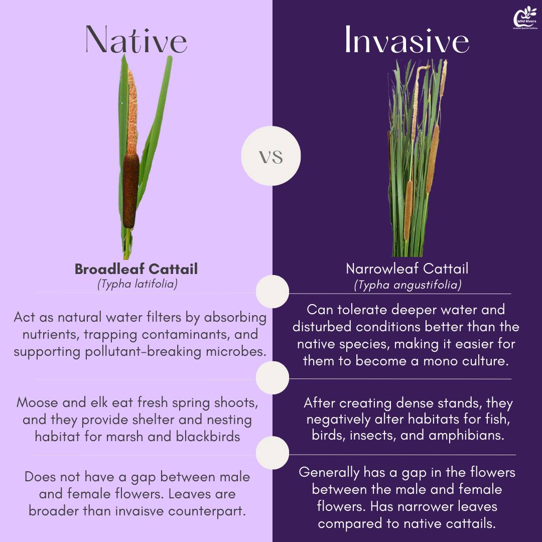 Welcome back to #WhatIsItWednesday! Today, we are comparing native Broadleaf Cattail to invasive Narrowleaf Cattail.
With Monday being World Wetland Day, we wanted to highlight an important wetland species.
#wetlands #cattails #invasivespecies #nativespecies #biodiversity