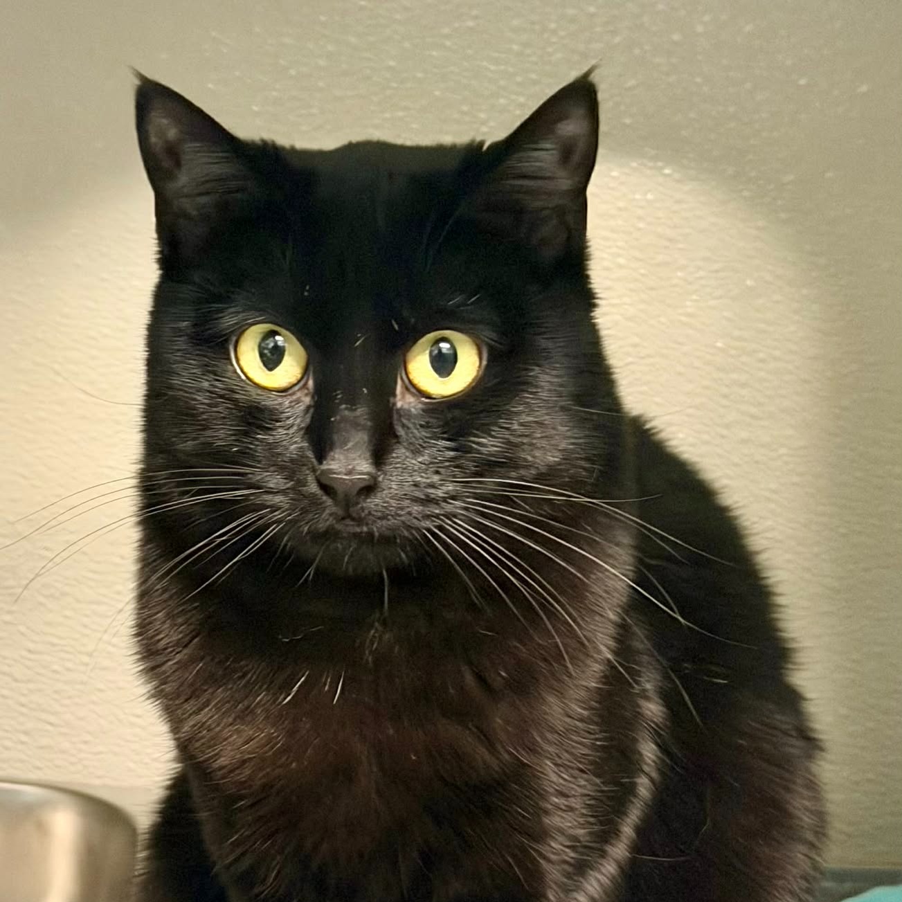Checkers: 1.5 yr old, DSH
Meet Checkers - a quiet, sensitive girl who’s still learning how to feel safe in a human world. She’s very fearful, but never aggressive, and responds best to calm voices, slow movements, and lots of patience. Checkers needs a peaceful, predictable home where she can decompress and build trust at her own pace. A busy household isn’t for her, no children, no dogs, and lots of quiet corners to retreat to.
With patience, understanding, and a gentle heart, Checkers has the potential to form a beautiful, meaningful bond with someone who’s willing to meet her where she is. She may never be the life of the party, but for the right person, she’ll be something far more special: a soft, steady presence and a quiet kind of love. 🐾
Adoption Fee: $70
Adoption Application: https://tinyurl.com/hskadoptionapp
#catsofinstagram #catsoffacebook #kodiakalaska #giveaferalachance
