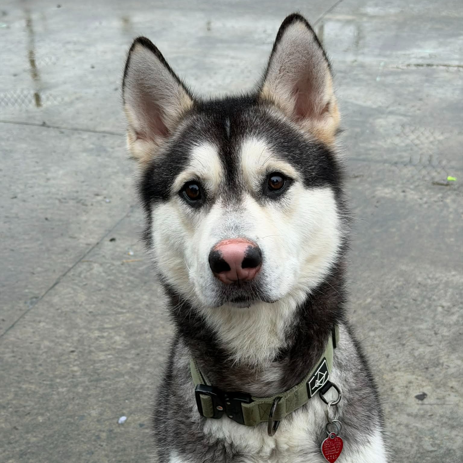 Pet of the week
Balto is a playful, talkative boy who loves attention and isn’t shy about showing off his goofy charm. He enjoys the company of other dogs, knows his basic commands, and never turns down a good game of fetch. Balto does well with older children, though his enthusiastic, jumpy greetings mean he’ll benefit from continued training. Because he and his brother Spirit are experiencing signs of littermate syndrome, we’ve been working with them individually and will not adopt them to the same home, this gives each dog the best chance to grow into a confident, well-adjusted companion. Balto is also learning to resist the urge to chase smaller animals, and he’s eager to keep improving. If you’re looking for an upbeat, friendly pup who loves being part of the fun, Balto might be your perfect match!
Adoption Fee: $125
Adoption Application: https://tinyurl.com/hskadoptionapp
#Huskylife #opttoadopt #kodiakalaska #dogsofinstagram #dogsoffacebook