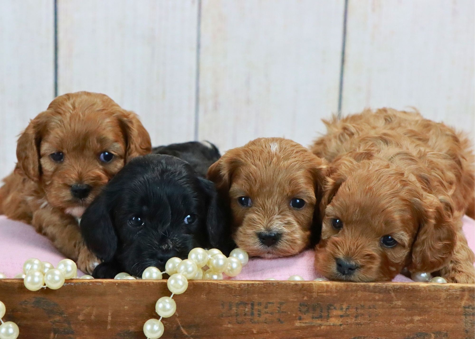 ❤️☁️🐶 Bundle Of Cavapoo Cuties! #cavapoopuppy #cavapoolove