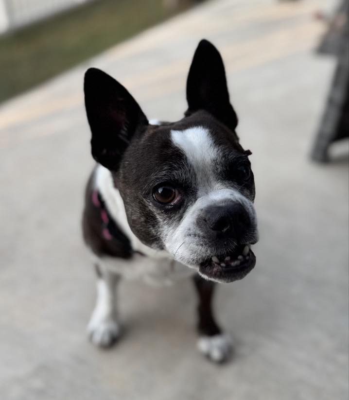 Do you work from home and your dog stares at you like this all day? Are you feeling guilty and pressured from this sweet face? We provide walks and backyard entertainment while you’re busy. They’re happy and you’re happy 😊🐾.
#atx #leander #cedarpark #dogwalker #dogsofinstagram