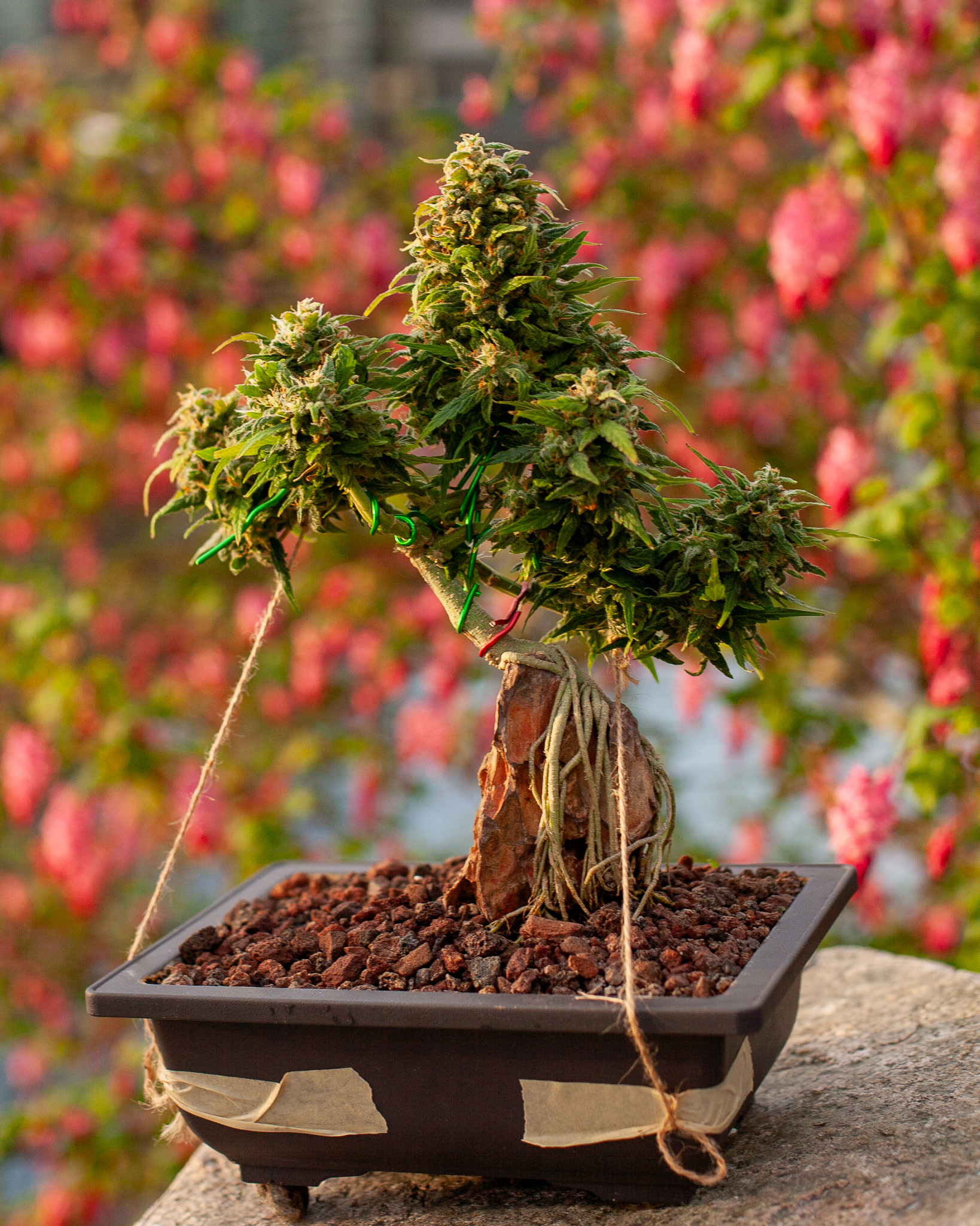 In traditional bonsai, the tree