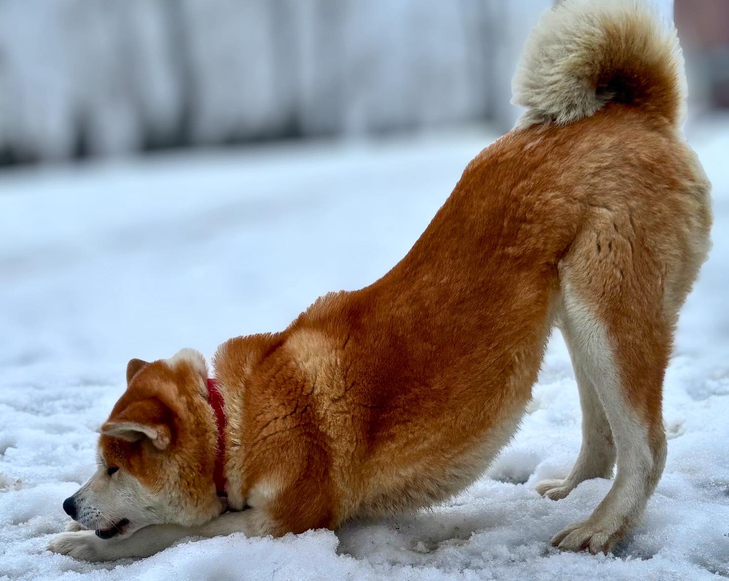 Dzień dobry! ☀️❄️
Zanim Ty dopijesz kawę ☕, ja mam już za sobą poranny trening 💪
Rozciąganie, mobilizacja i pełne skupienie – bo forma sama się nie zrobi 🐾
Ruch od rana = zdrowe ciało, silna głowa i gotowość do działania przez cały dzień.
Tak właśnie buduje się charakter… krok po kroku 🐕
👉 Zostaw ❤️ jeśli też lubisz aktywne poranki
👉 Napisz w komentarzu: poranny trening czy śpioch do 10? 😄
👉 Oznacz kogoś, kto potrzebuje motywacji!
#pieskieżycie #polska #akitaworld #akita