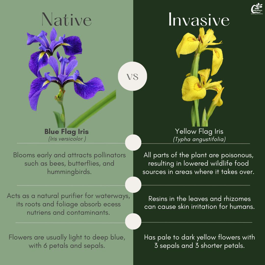 Welcome back to #WhatIsItWednesday! Today, we are comparing native Blue Flag Iris to invasive Yellow Flag Iris.