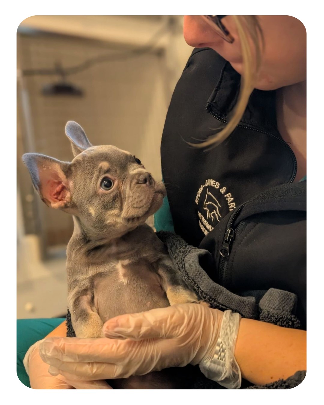 Meet the adorable Mushroom🍄🐾
When Mushroom was only eight weeks old she was brought into us after hours on a Sunday afternoon. Her diligent owner had only had her a few days but knew something wasn’t right.
Mushroom had become lethargic, had blood in her stools and had started to vomit. Holly admitted her straight away for emergency fluid therapy and further investigations.
Mushroom was found to have a Giardia infection. Giardia is a protozoal infection common in young puppies, and whilst it is treatable it can be very difficult to eradicate from the environment, meaning repeat infections are common. Some dogs are more clinically affected than others and unfortunately for Mushroom- being so young meant it took her few days of hospitalisation and fluid therapy to get her back on her feet. Looking after such young puppies requires very high levels of care. They require close monitoring and lots of reassurance so a massive shout out to our incredible nursing team who looked after Mushroom so well during her stay.
Thankfully Mushroom has now recovered and seems to be going from strength to strength. She was a perfect patient and stole all the teams hearts so we’re delighted to hear she’s doing well.
Well done to Mushroom, her owner and all the team involved in her care👏
