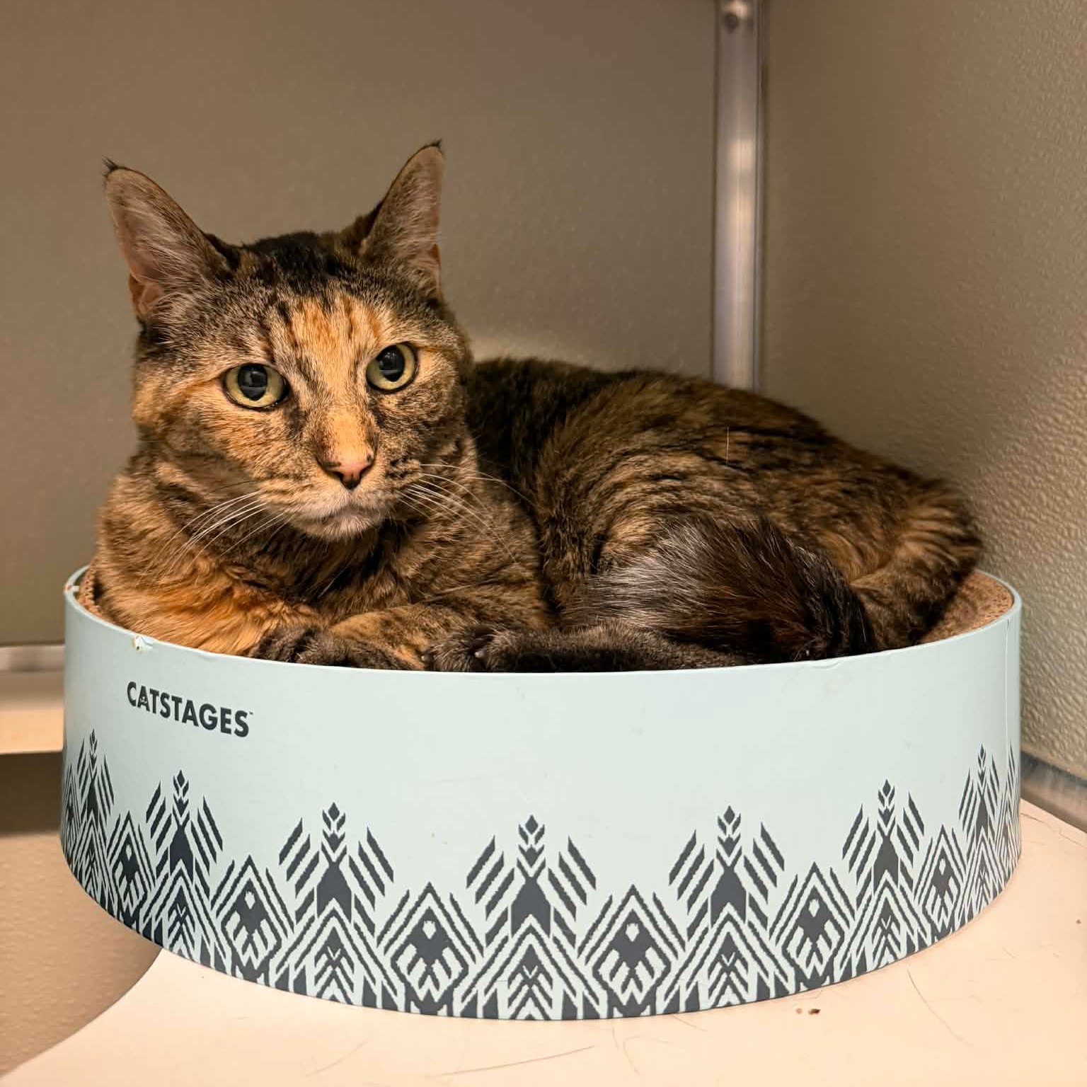 Pet of the week
Arya: 9 yr old, DSH
Arya isn’t your average house cat. She’s a strong, confident girl with a big personality and a soft side that’s finally starting to shine. Once known for her spicy reputation, Arya has truly settled into shelter life and surprised everyone with how much she’s grown. She’s calmer, more relaxed, and even a little affectionate now (yes, really!).
These days, you’ll find her flopping over for attention, enjoying gentle pets, and showing off her playful, silly side. She still has her independent streak and likes to keep things on her terms, but the chaos queen has officially evolved into a confident, classy cat who knows what she wants, and who she trusts.
✨ Big personality
✨ Selectively affectionate
✨ Playful and entertaining
✨ Learning to enjoy the good life
Best home for Arya:
🏡 No other pets
🏡 No children
🏡 Calm, cat-savvy home
🏡 Someone who respects boundaries and appreciates a strong feline personality
Arya isn’t mean - she’s misunderstood, evolving, and learning how to be someone’s companion in her own unique way. If you’re looking for a one-of-a-kind cat with character, charm, and a little sass left in her soul, Arya might just be your girl. 💛
Adoption Fee: $40
Adoption Application: https://tinyurl.com/hskapplication