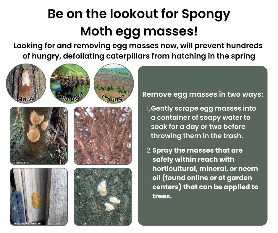 Right now is a great time to go out and look for Spongy Moth egg masses on your property!
They will not be hatching until spring, so if you spot them now, you can help prevent hundreds (in each egg mass) of caterpillars from emerging, defoliating, and invading.
Check for egg masses on trees, and outdoor objects. If you do find any, scrape them off into a container filled with soapy water and let sit for a few days before throwing the egg mass away, or spray the mass with tree safe oils that can be found online, in garden centers, or hardware stores.
Find them now and help protect your and others' trees!
#invasivespecies #spongymoth #protectthetrees #nature