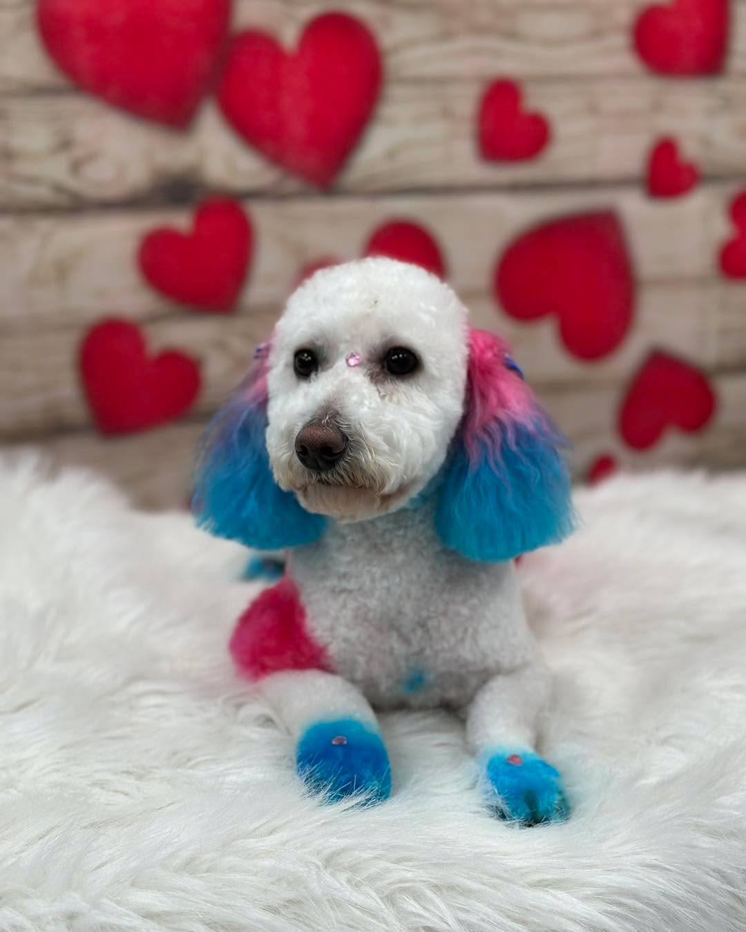 Daisy ๐ผ came to the Haberdashery to get #dashed just in time for Valentineโs Day! Has your pooch been dashed?
Book your dogโs grooming appointment today to get #dashed by giving us a call at 773-424-8871 or go online to www.puppyhaberdashery.com
#creativedoggrooming #valentines #hearts #bark