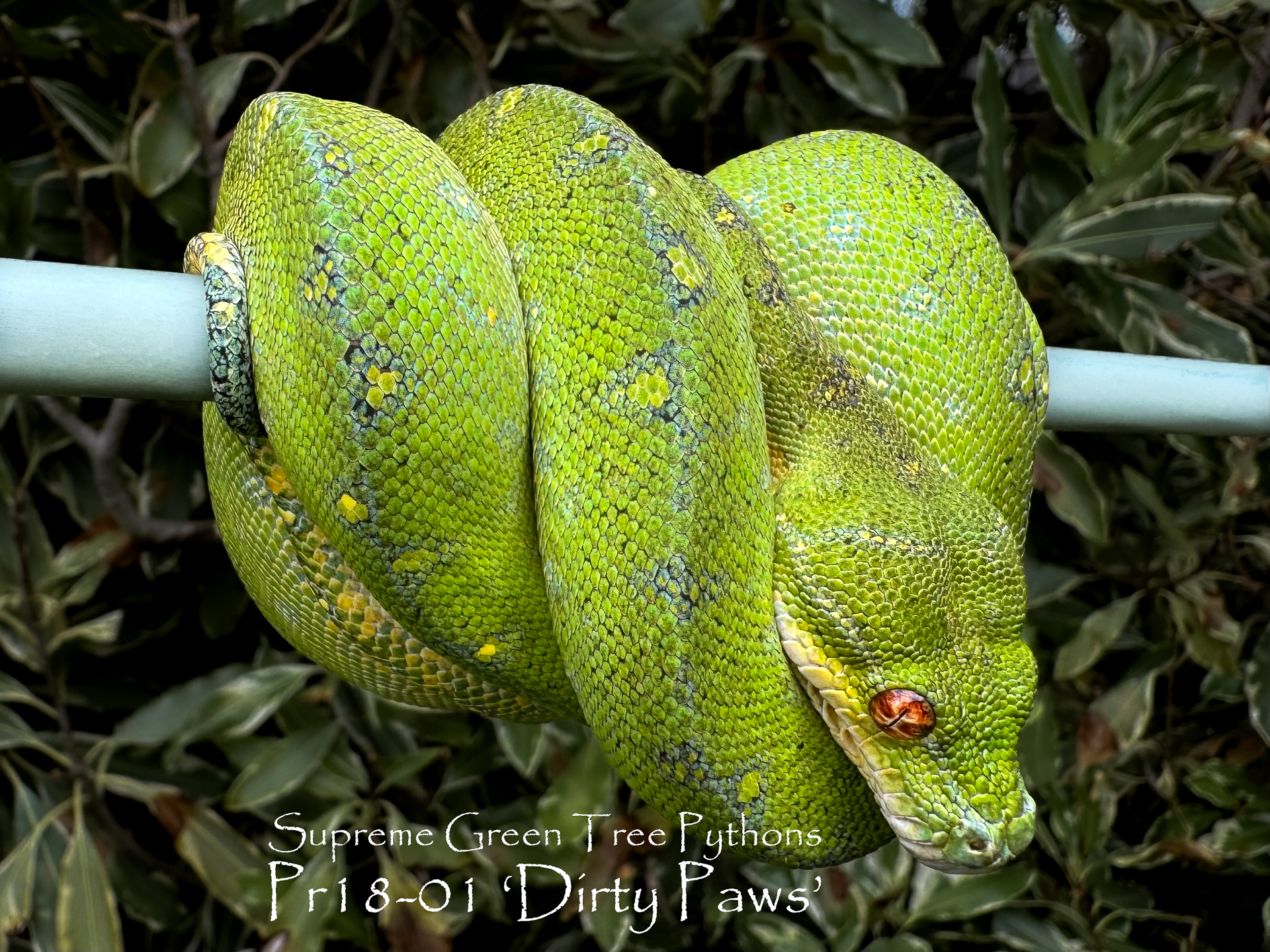Pairing 18, 2024 'Dirty Paws'
#reptilesofinstagram #chondropython #Morelia #greentreepython #snakesofinstagram #moreliaazurea #utaraensis #snakesofinsta #chondro #reptilesofinsta