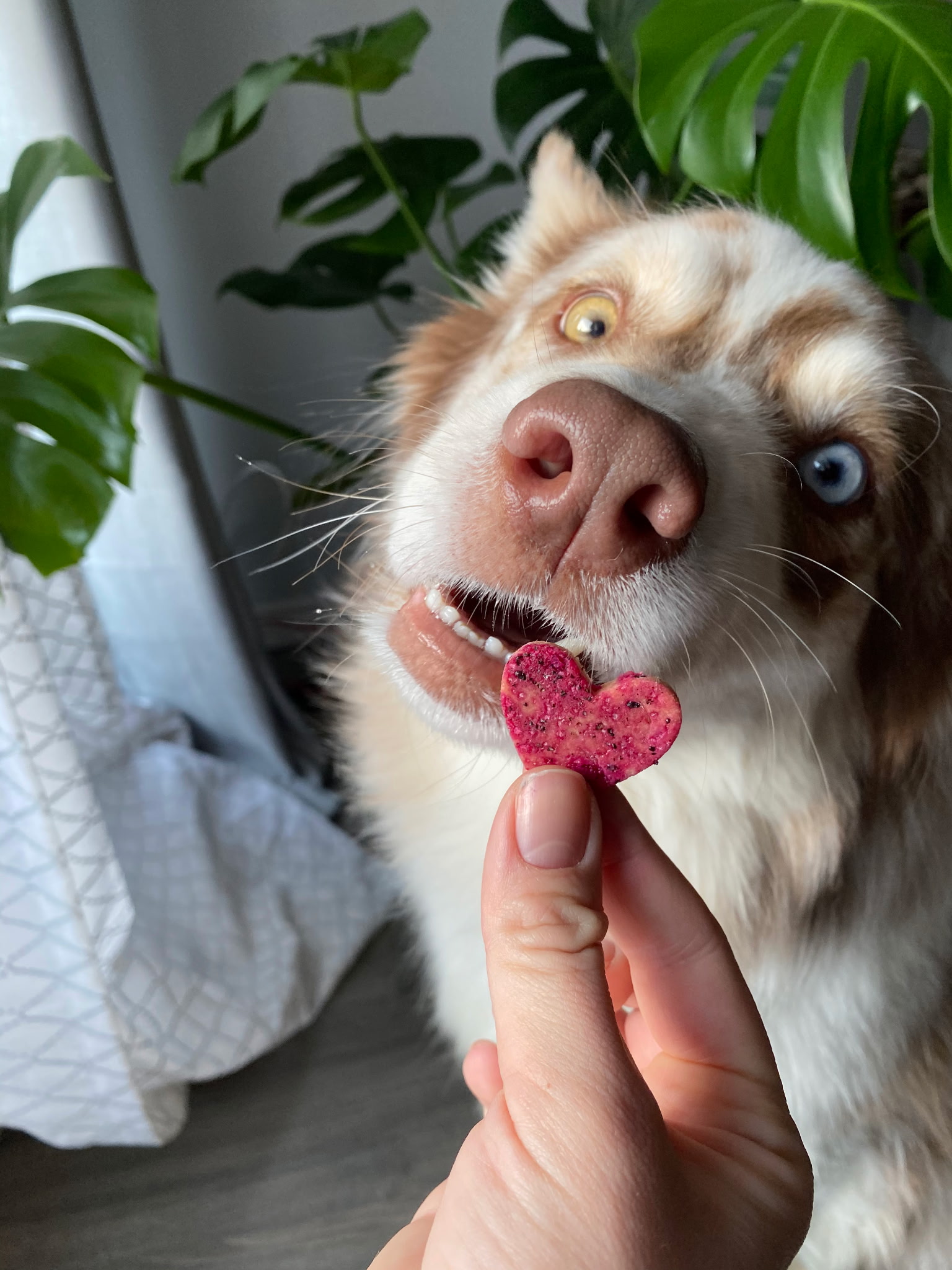 Karlsson is this months Pet of the Month!
His favorite food is @artisanrawdog Signature Recipe 🐓🐄🐟
His favorite treat is @wigglybabies.pet Rockfish
His favorite weekend activity is going for long walks in the fresh snow ❄️
Karlsson got a free bag of treats from the store for being this months Pet of the Month. To see your pet featured next month, email us your favorite picture and answer these 3 questions:
What is their favorite food you buy in store from us?
What is their favorite treat you buy in store from us?
What is their favorite weekend activity?
Pets are featured in our monthly newsletter and randomly selected. 💜
www.vivapets.ca