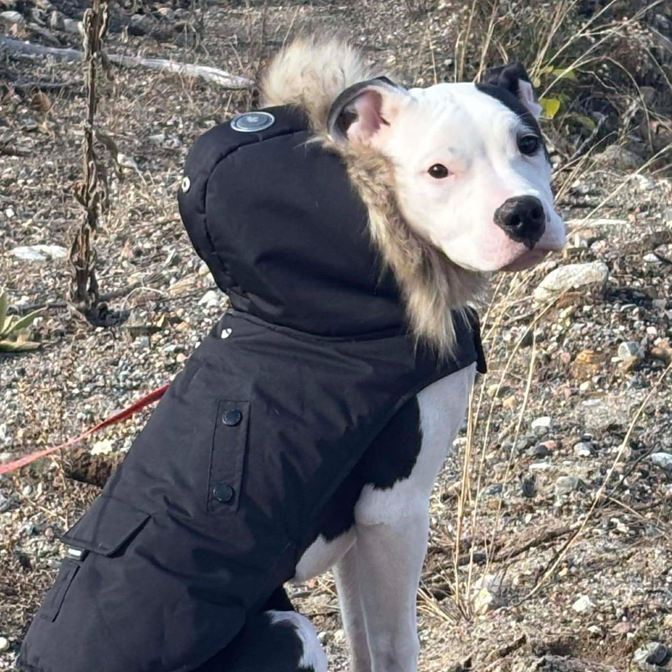 ❄️🐾 Cold temps = cozy pets 🐶🐱
This winter is proving to be a tough one!! This kind of weather can be hard on our furry friends, especially seniors, puppies, kittens, and short-haired breeds.
Keep them warm by:
🧥 Using sweaters or coats
🛏️ Providing warm, draft-free bedding
🐾 Wiping paws after walks
🏠 Keeping cats indoors
Contact us if you have any questions:
☎️ 613-264-2689 (Call or TEXT)
📱 info@blueberrycreekvet.ca
#blueberrycreekvet #winter2026 #lanarkcounty #winterincanada #vetmed #keepingpetssafe