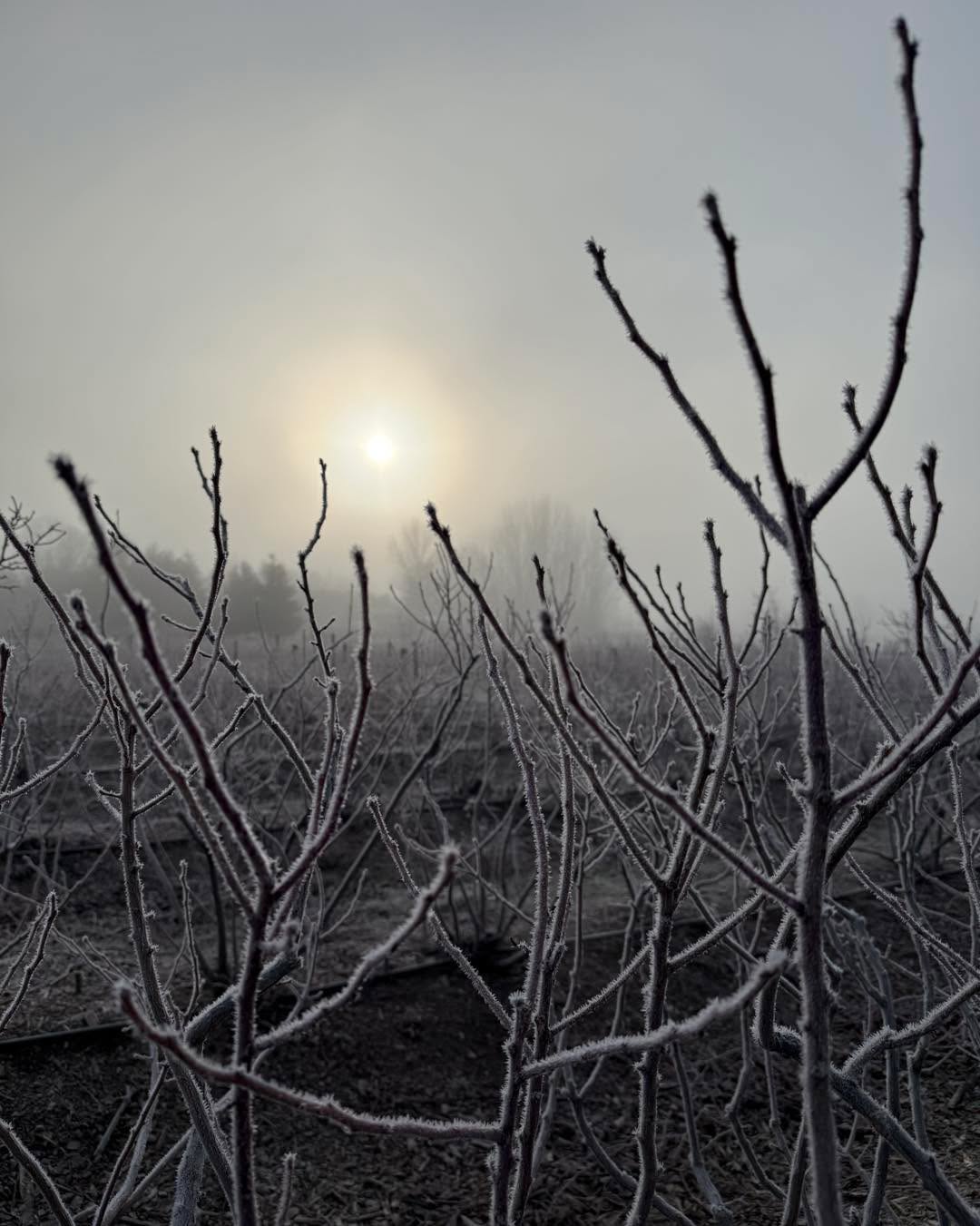 Excited for the upcoming season! As more and more of the fields come into maturity, our blueberry production will be doubling this year! 🫐
We are restarting a large portion of the strawberry field. We are trying a new method of weed control which will hopefully work this time! We expect to have slightly less berries to pick this year unfortunately, but next year should be great! 🍓
We plan to do some major improvements on signage and parking which has been an ongoing struggle. 🪧 🚗
We have some other exciting announcements coming soon, stay tuned!