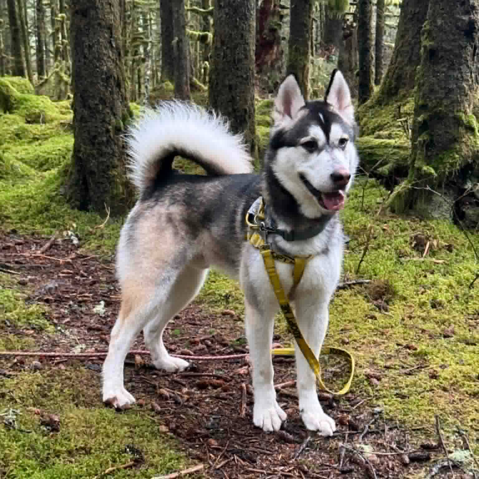 Pet of the week
Spirit 2.5 yr old, Alaskan Malamute mix
Spirit is a sweet, and sometimes chatty boy who thrives on human attention and brings playful energy wherever he goes. He’s always up for playtime, enjoys other dogs, and proudly shows off the basic commands he already knows. Spirit gets along well with older children but can be a bit jumpy, so ongoing training will help him continue to grow. Due to littermate syndrome, he and Balto have been training separately, and we will not adopt them to the same home, this ensures each dog can develop confidence and independence. Spirit is also working on overcoming his desire to chase animals, and he’s motivated to keep learning! If you’re searching for a fun-loving, affectionate companion with tons of personality, Spirit could be the perfect fit.
Adoption Fee: $125
Adoption Application: https://tinyurl.com/hskapplication