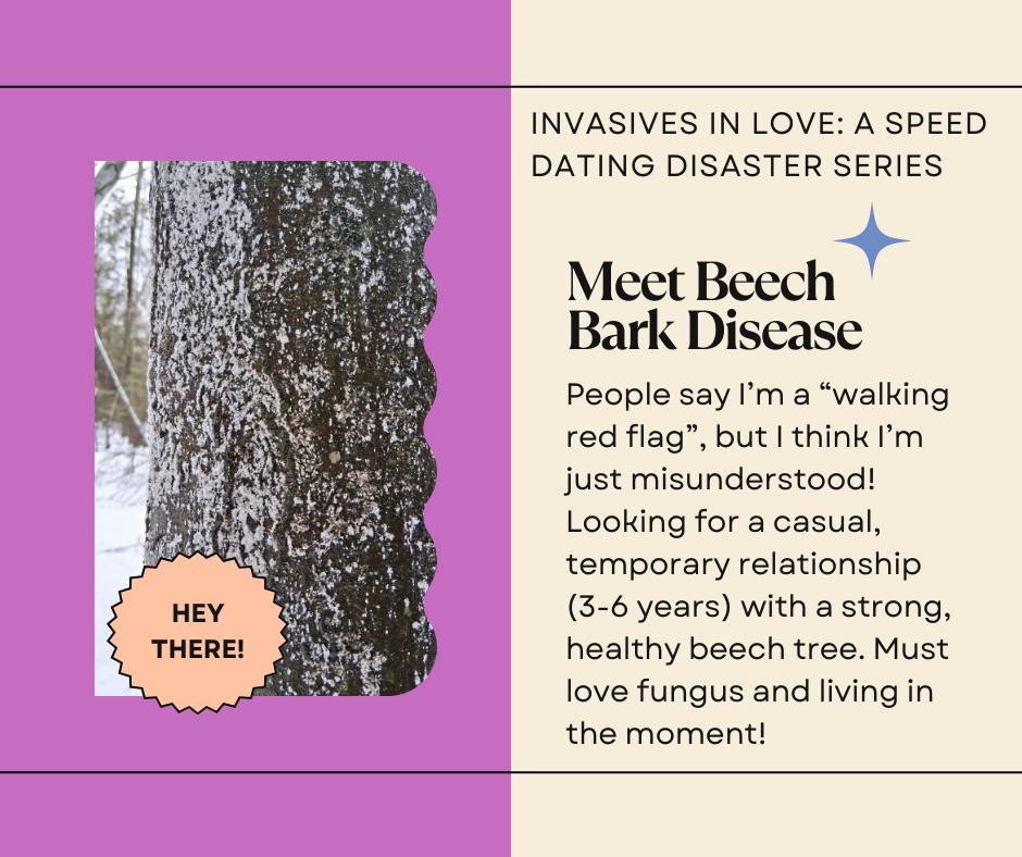 Tomorrow is Valentine's Day!
Know any beech trees looking for love? Maybe don't show them this profile for Beech Bark Disease...
Loves to travel? Loyal friend? Likes campgrounds? Sounds like green flags, but read a little further and see why this is NOT a good match!
#valentinesday #invasivespecies #dontmovefirewood #camping #forestpest